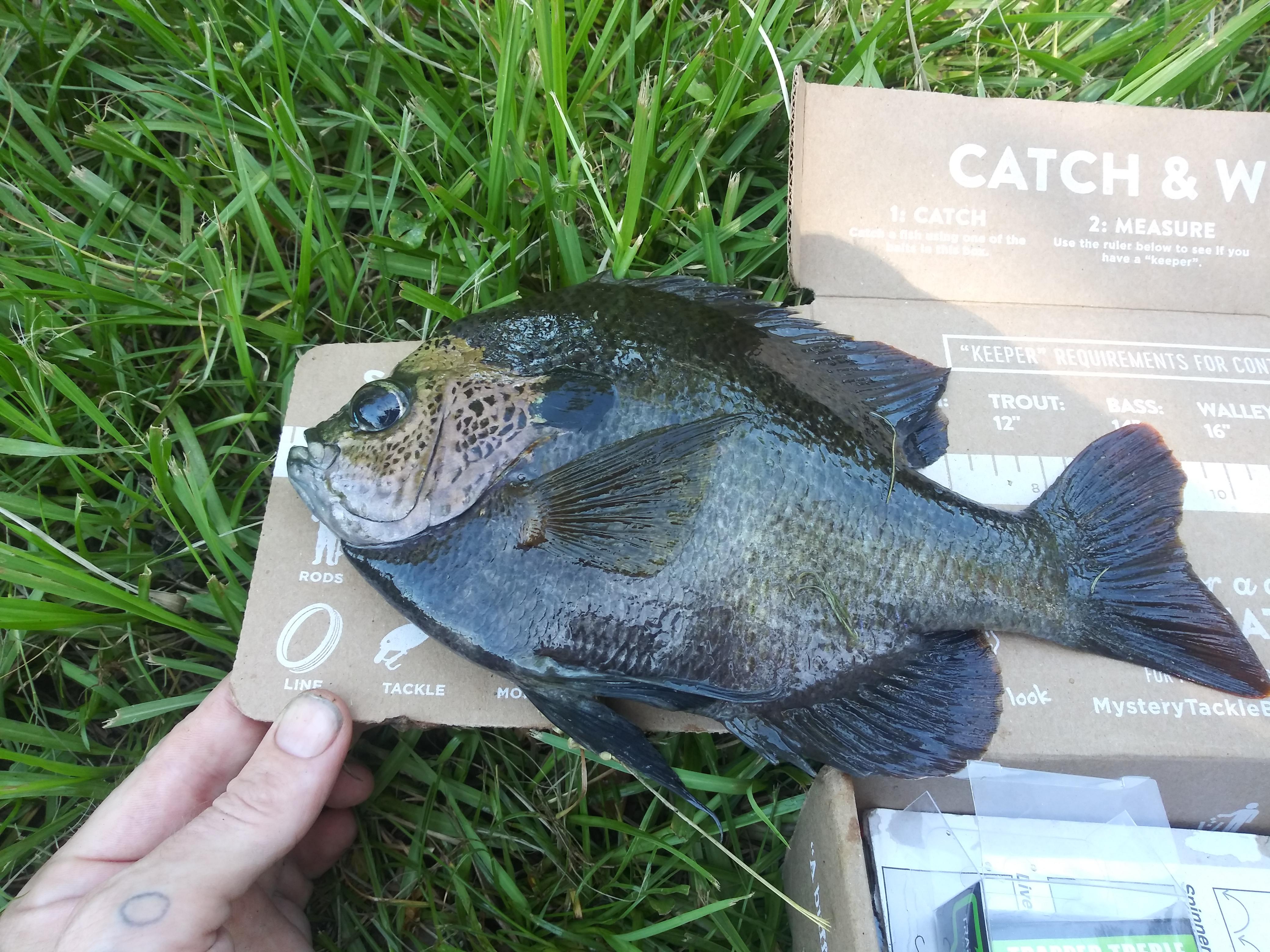 Massive Bluegill, Lake Alice, Gainesville Florida r/Fishing