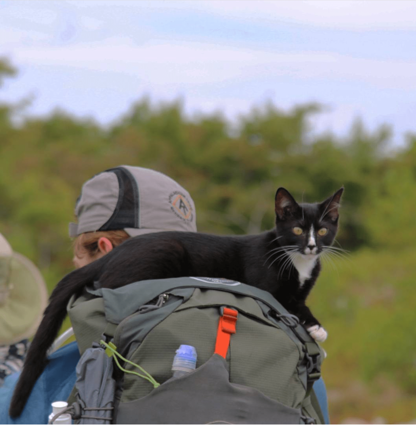 The cat I adopted while thru hiking the Appalachian Trail in 2017