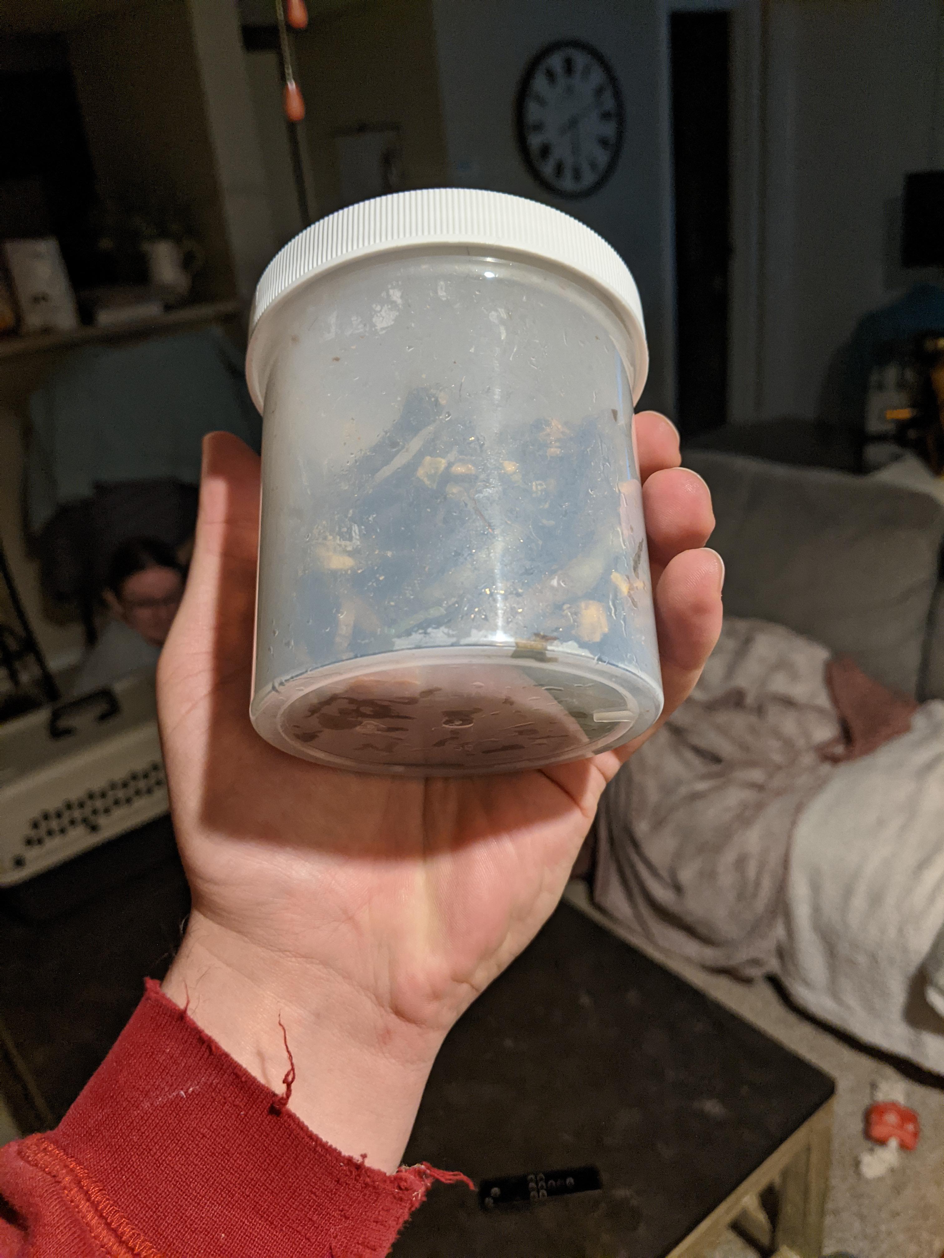 My cat had a blockage in her stomach and needed surgery to remove it