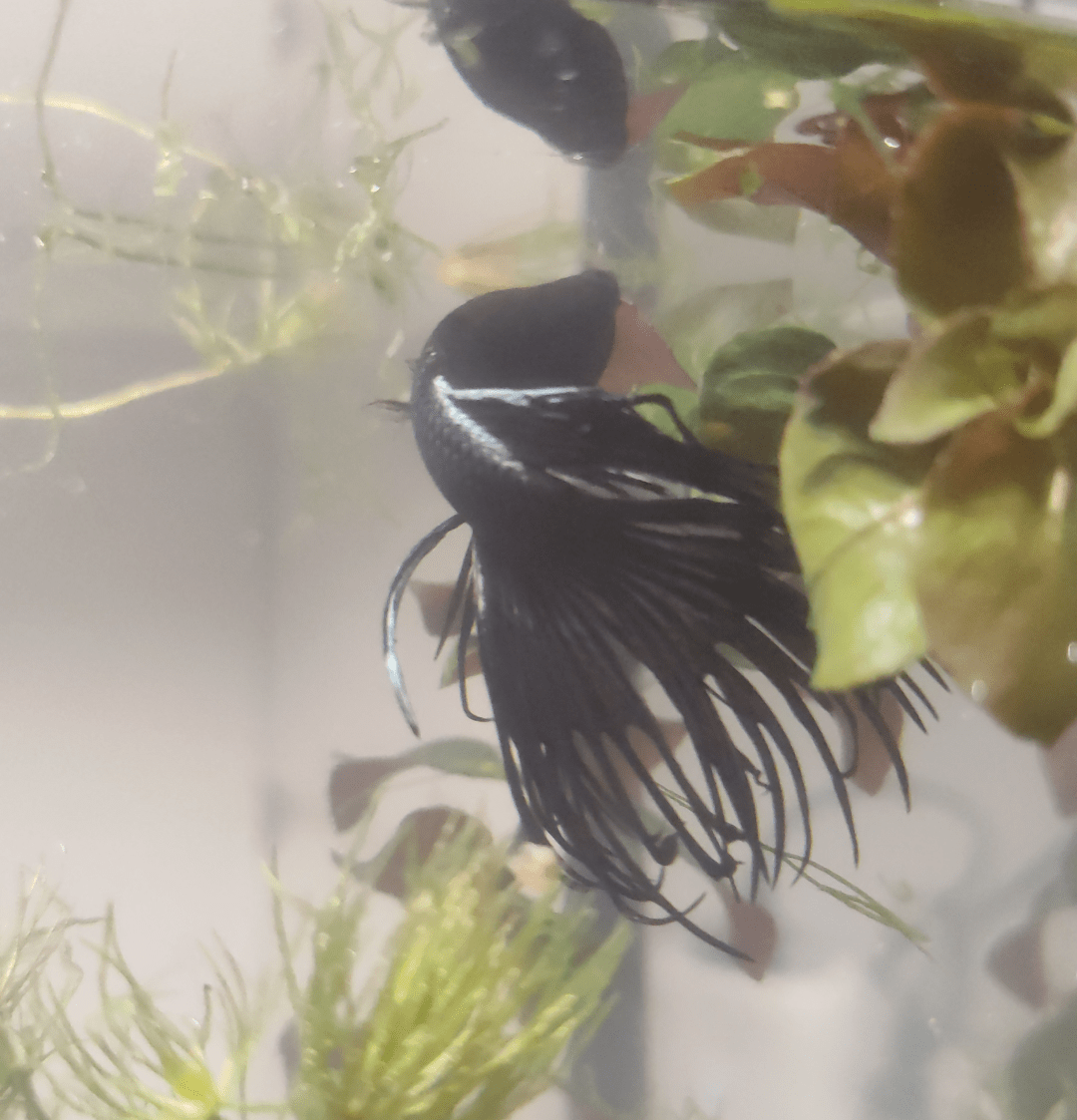 does anyone know how to diversify the food of my betta fish, is it