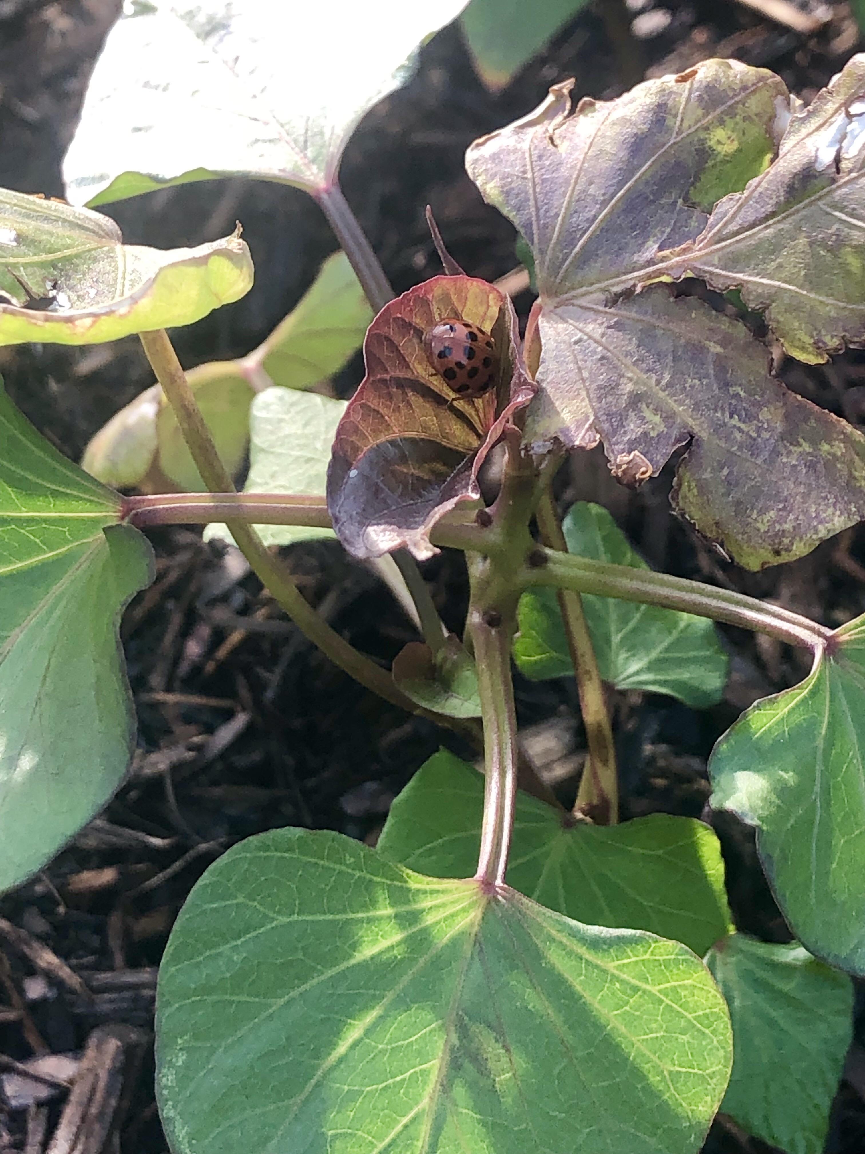 Question First time growing Beauregard Sweet Potatoes. r/gardening