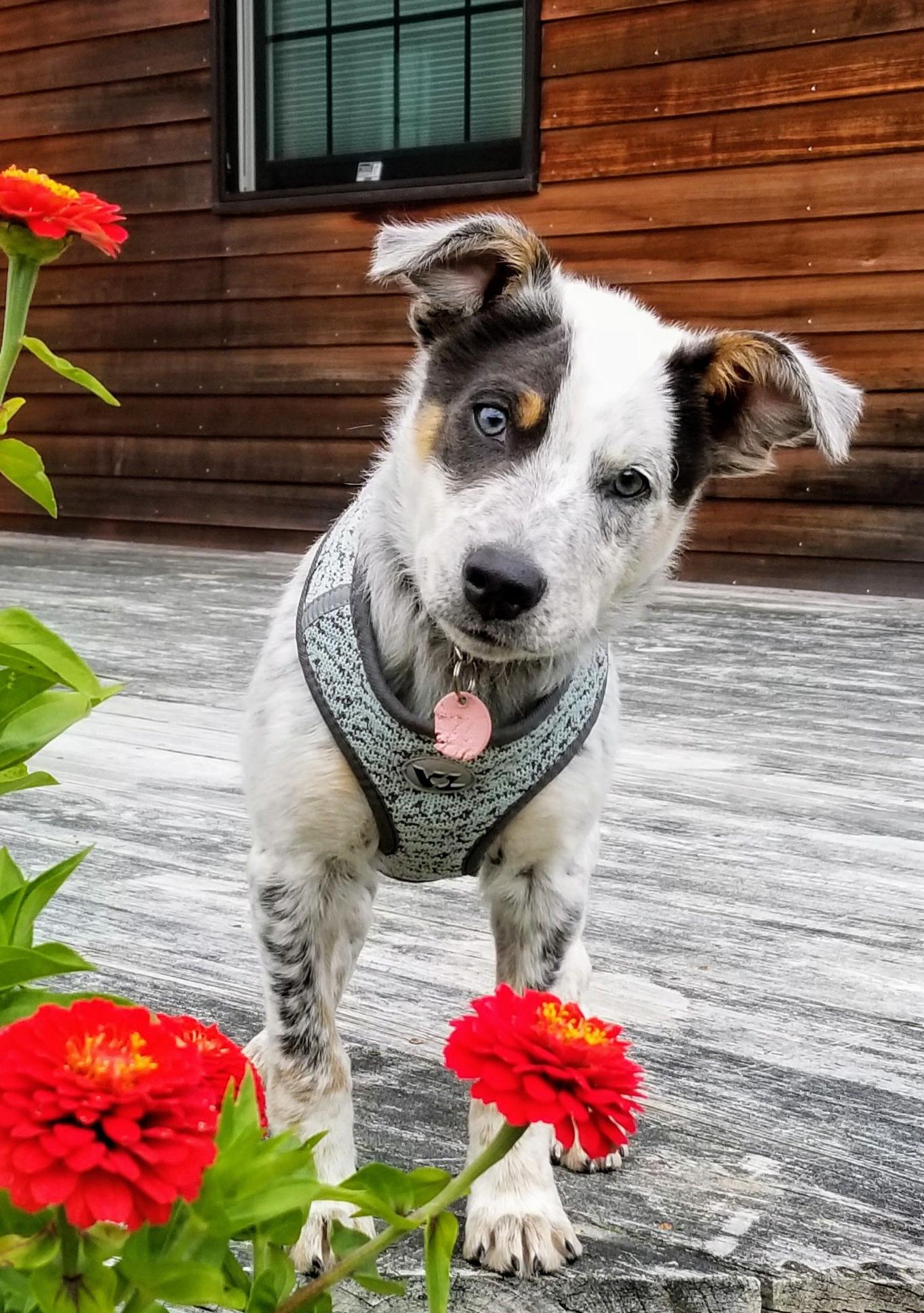 Tuck!!! Blue Heeler/Australian Shepherd mix. blueheelers