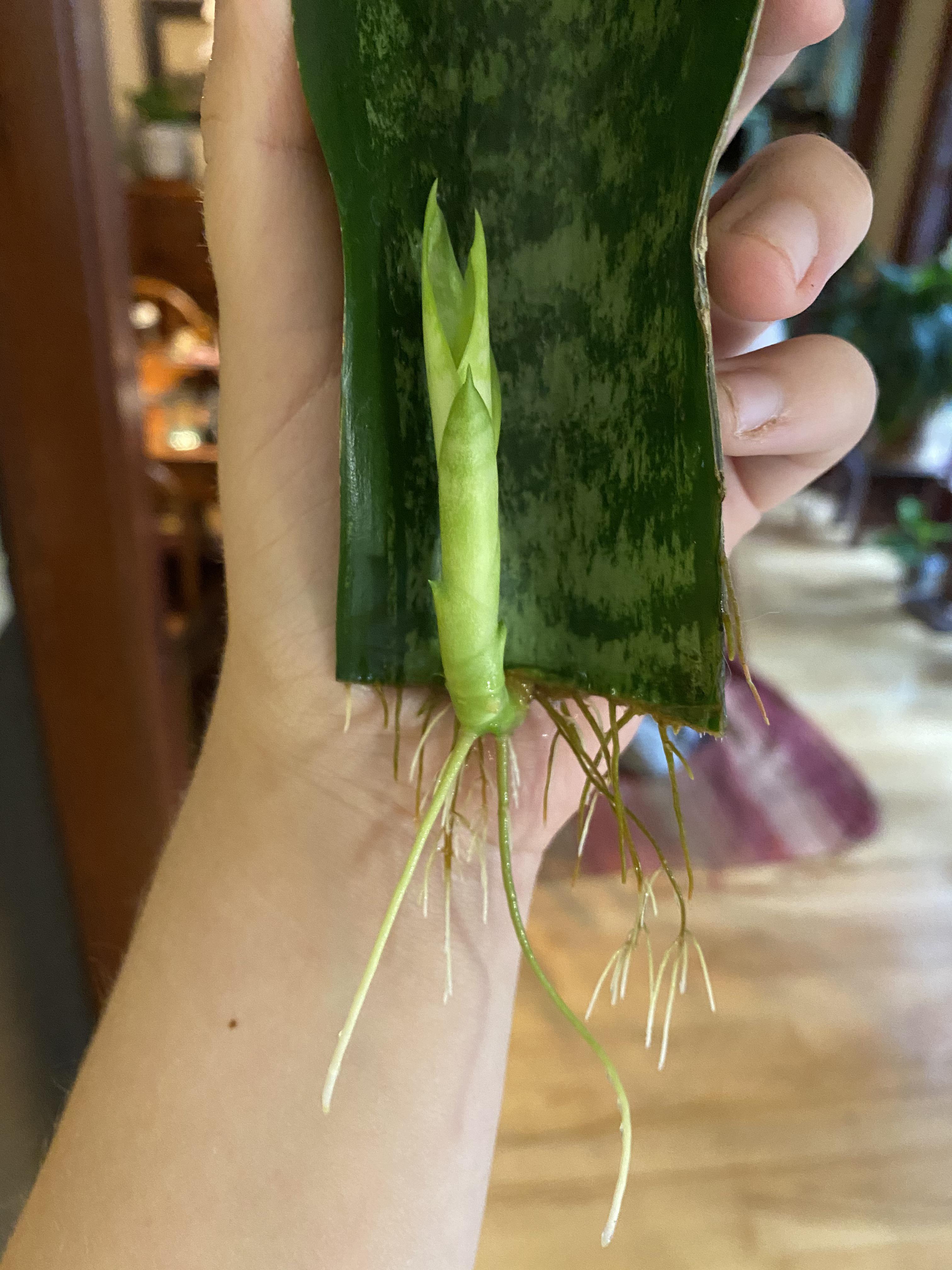 A successful snake plant prop of a broken leaf I found at Lowe’s. Now