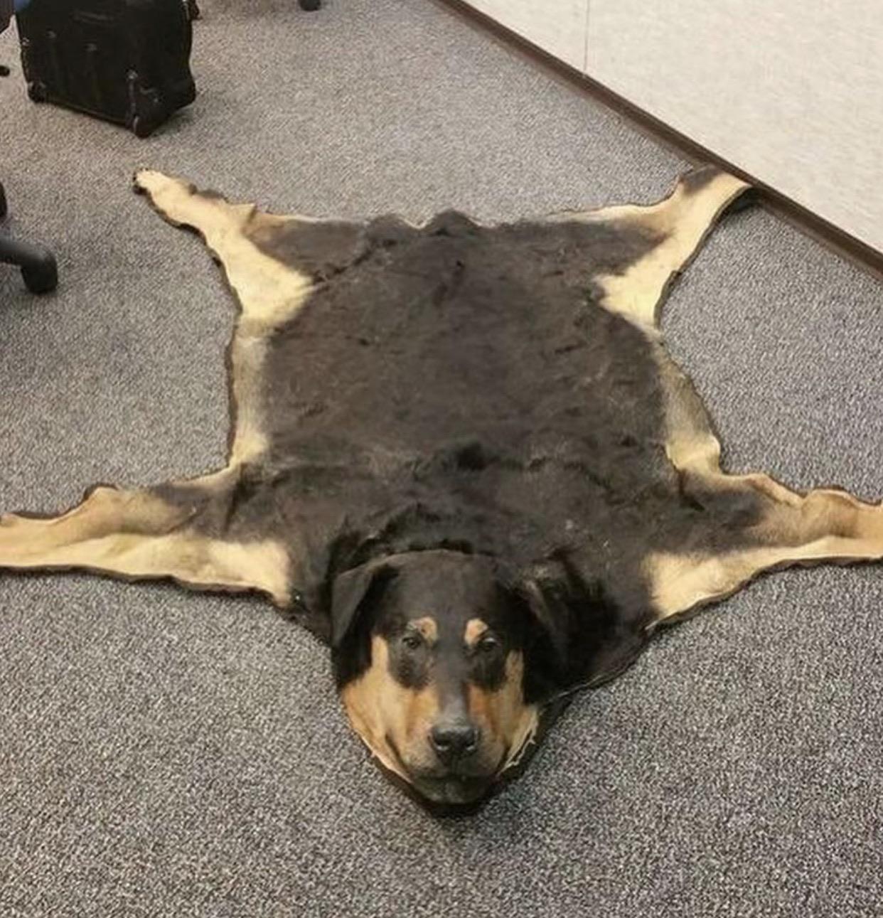 Thanks, I hate dog rug r/TIHI