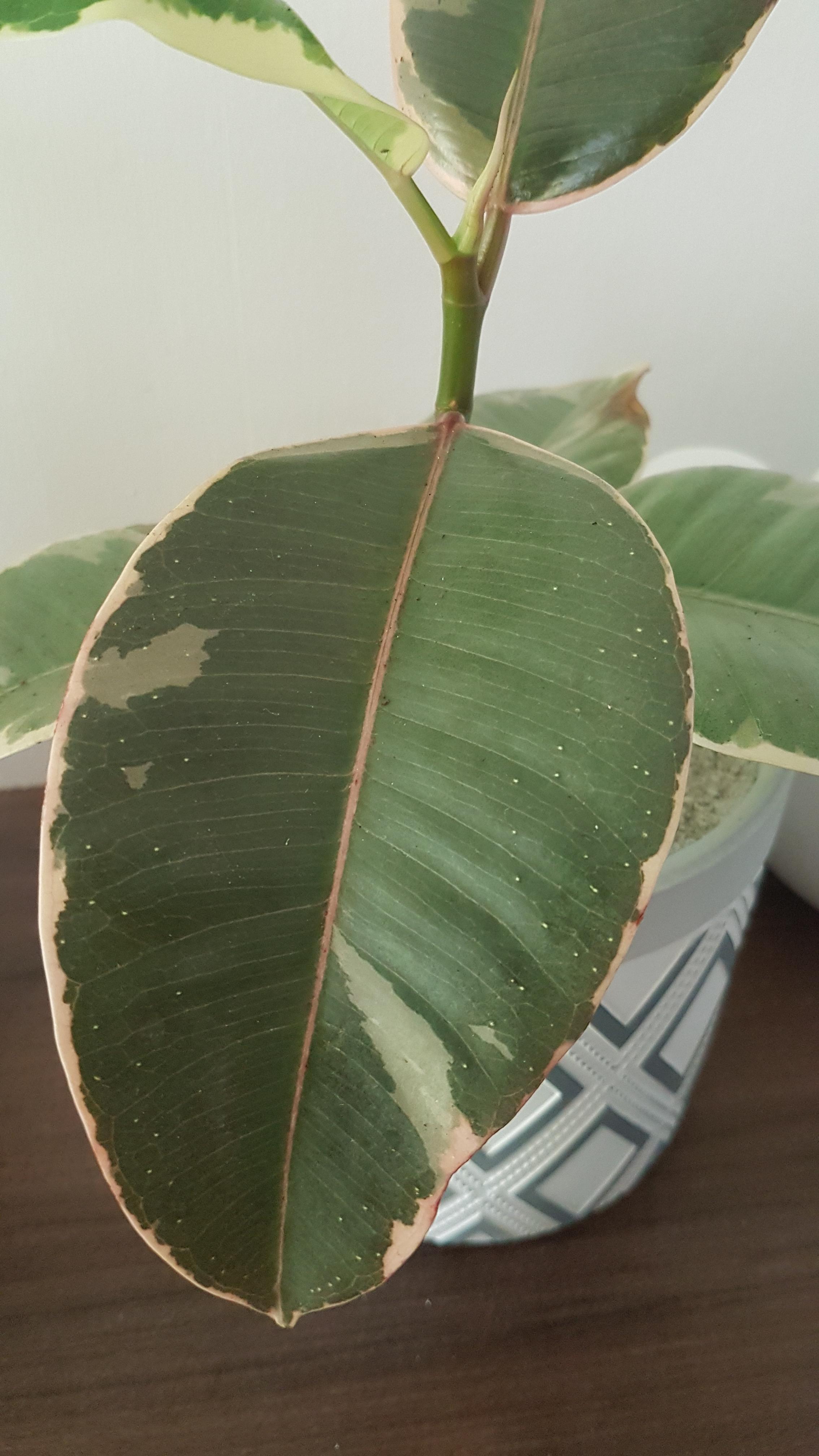 What are these white dots on my teneke rubber plant? Got him in the