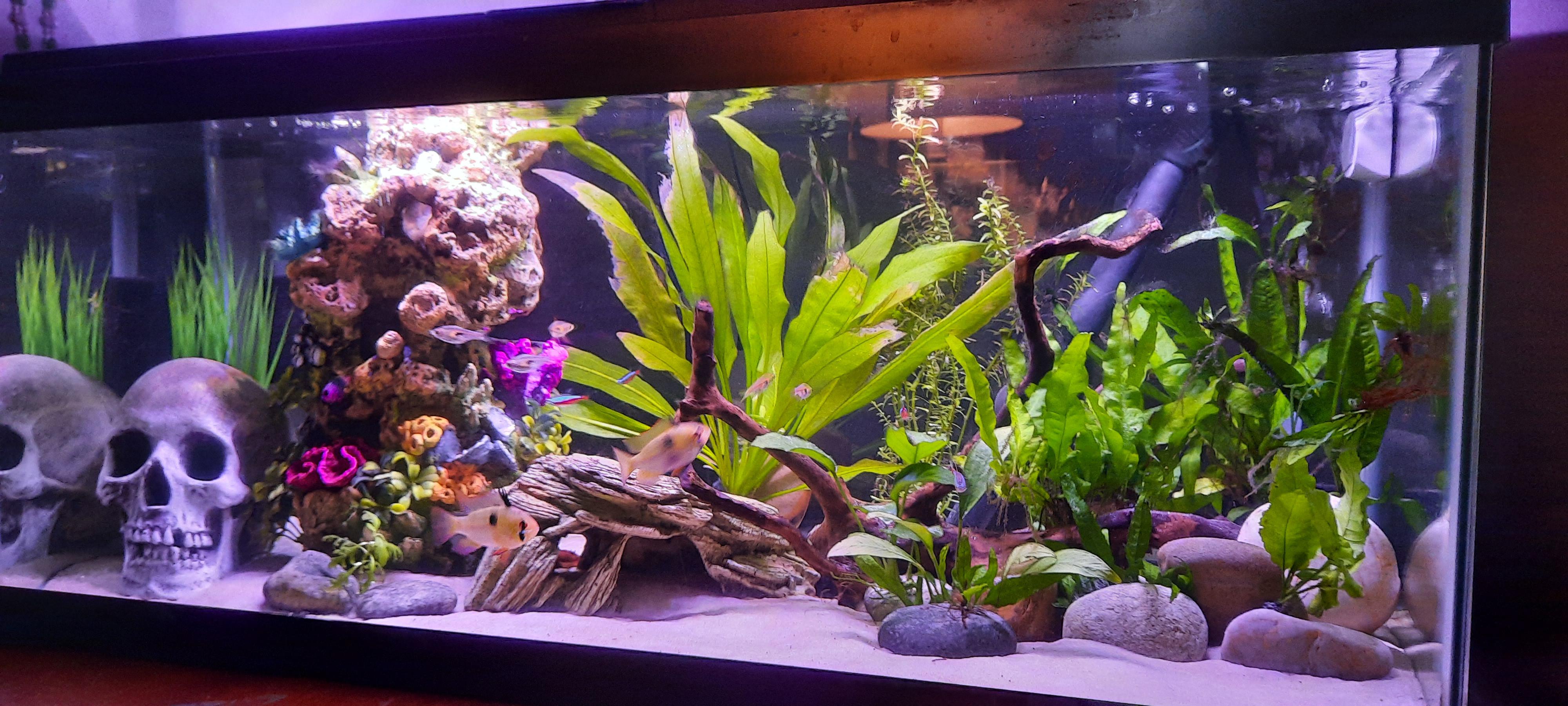 Just did a water change and thought I'd take a tank shot. Trying to