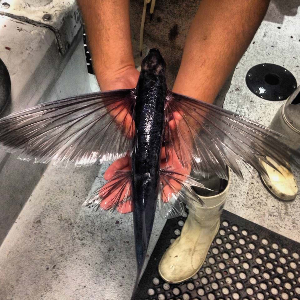 This is what a flying fish looks like up close. r/pics