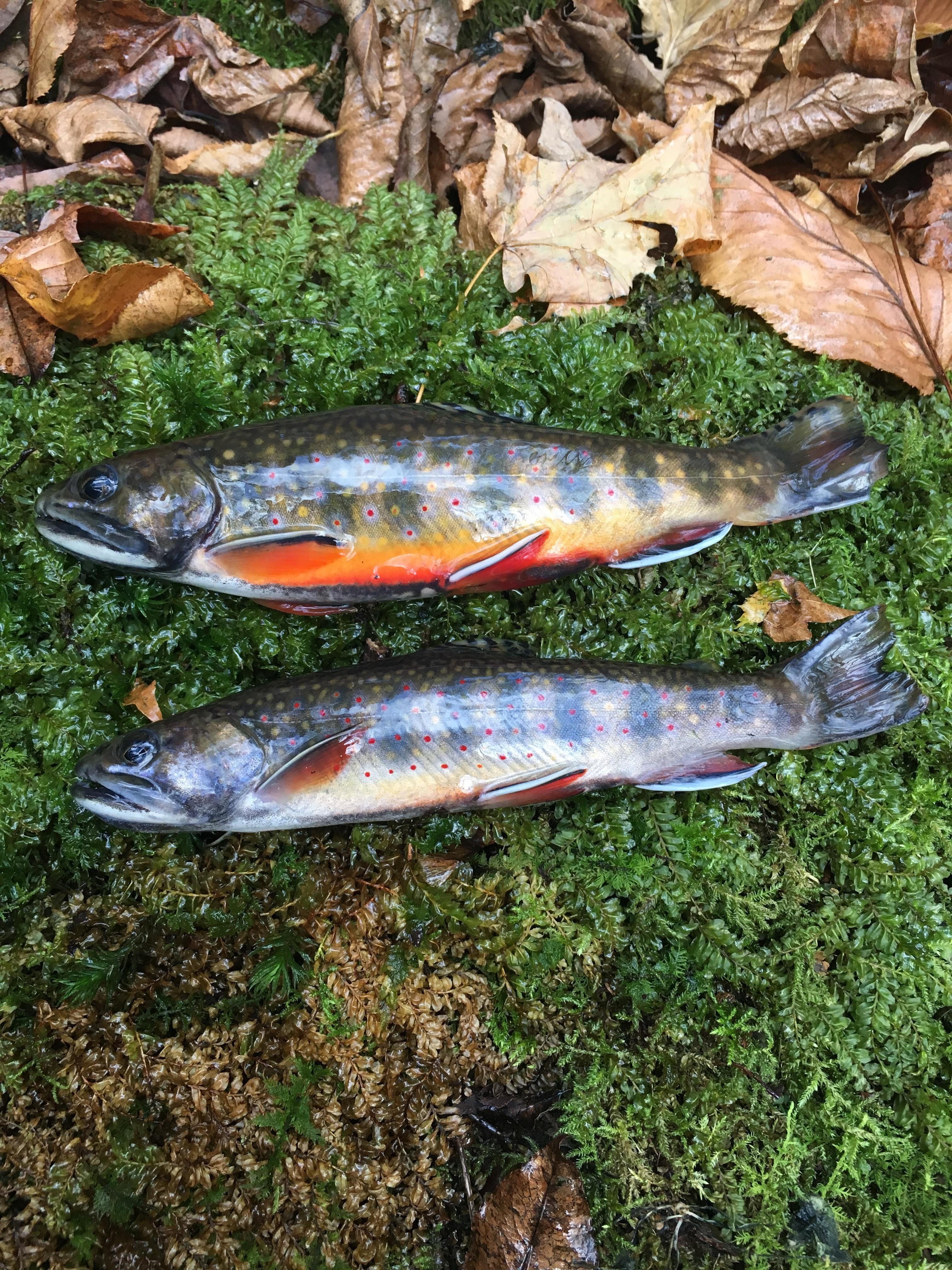 West Virginia Brook trout r/Fishing