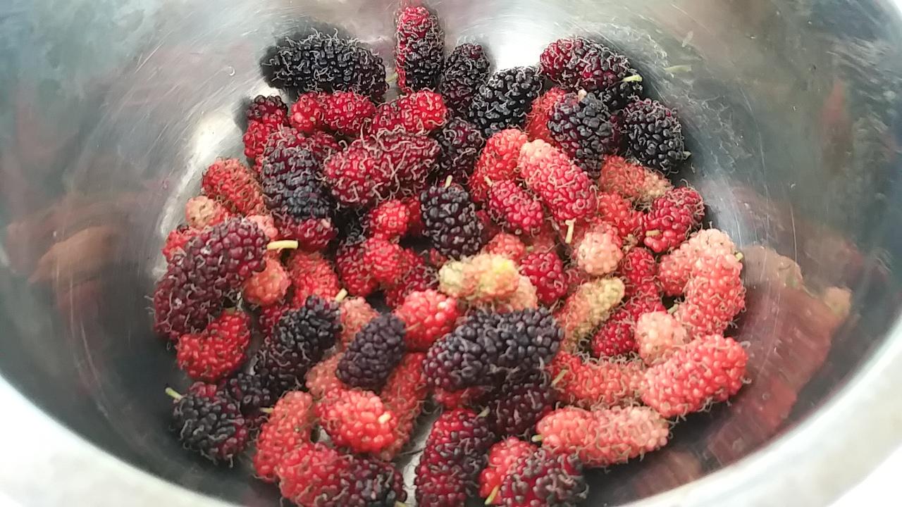 Fresh mulberries from the garden. r/gardening