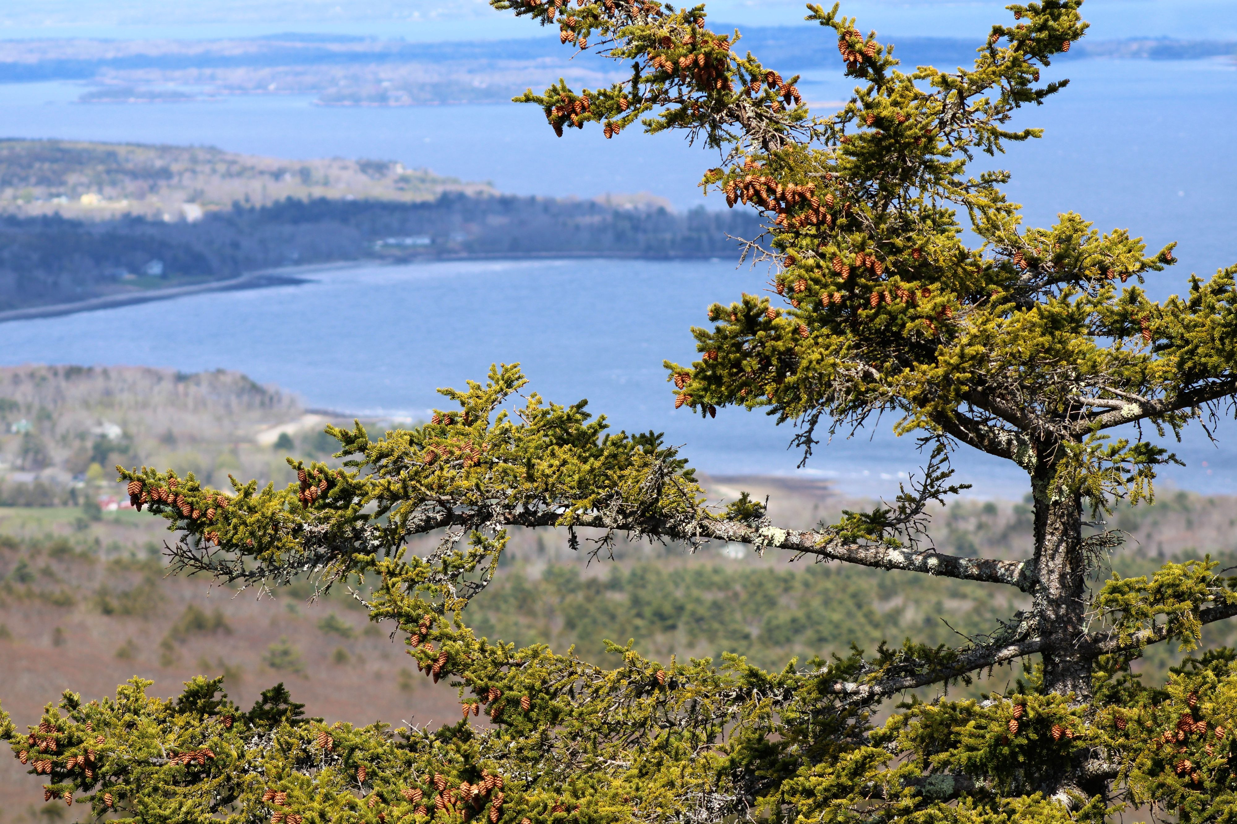 From atop Bald Rock Mountain, Lincolnville, Maine r/Maine