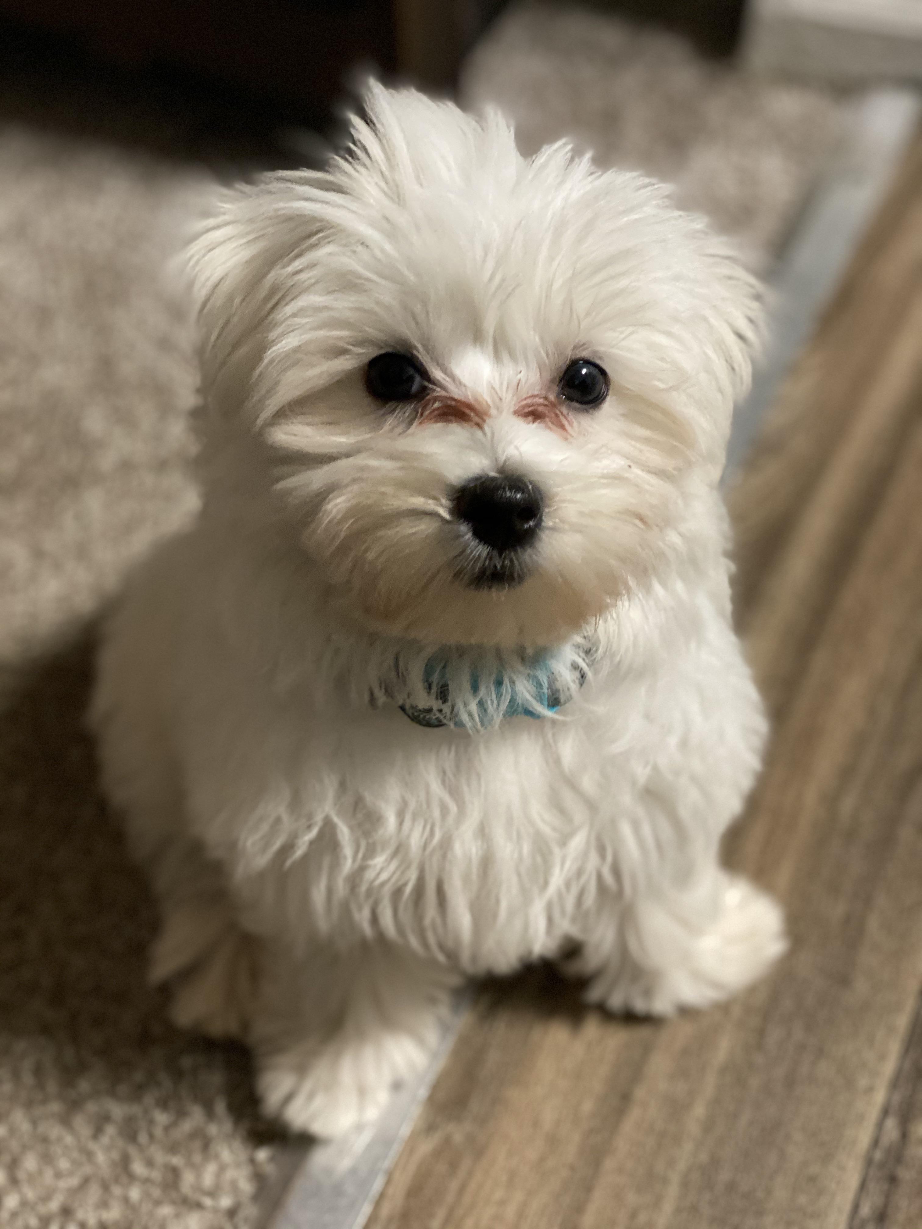 This is my Snow at 3 months old. Any owners or full grown male Maltese