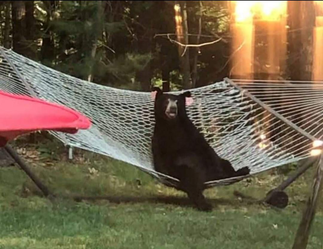 Hammock bear MemeEconomy