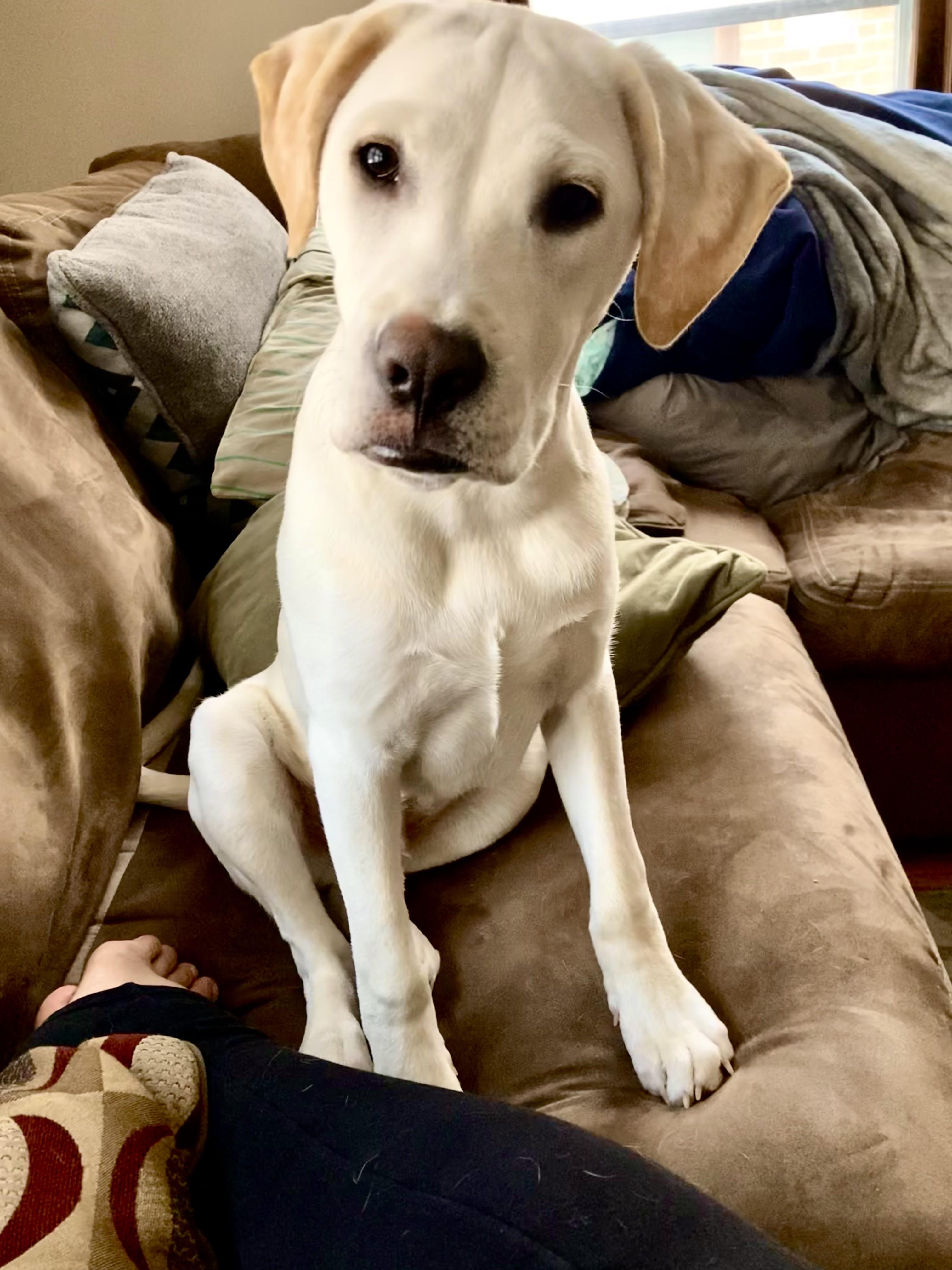 How Big Will A Labrador Retriever American Staffordshire Cross Be