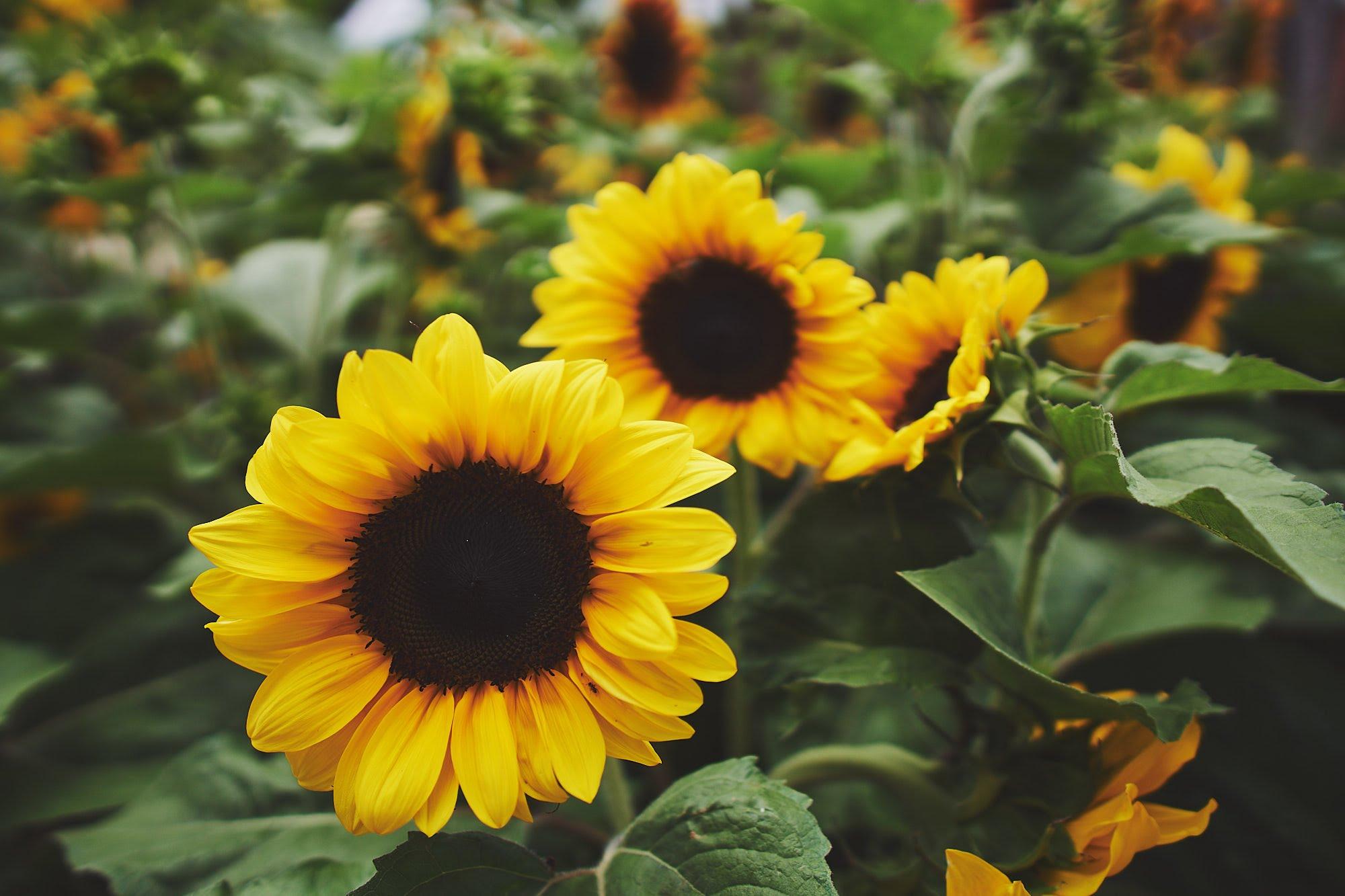 ITAP of sunflowers at Adelaide Botanic Garden r/itookapicture