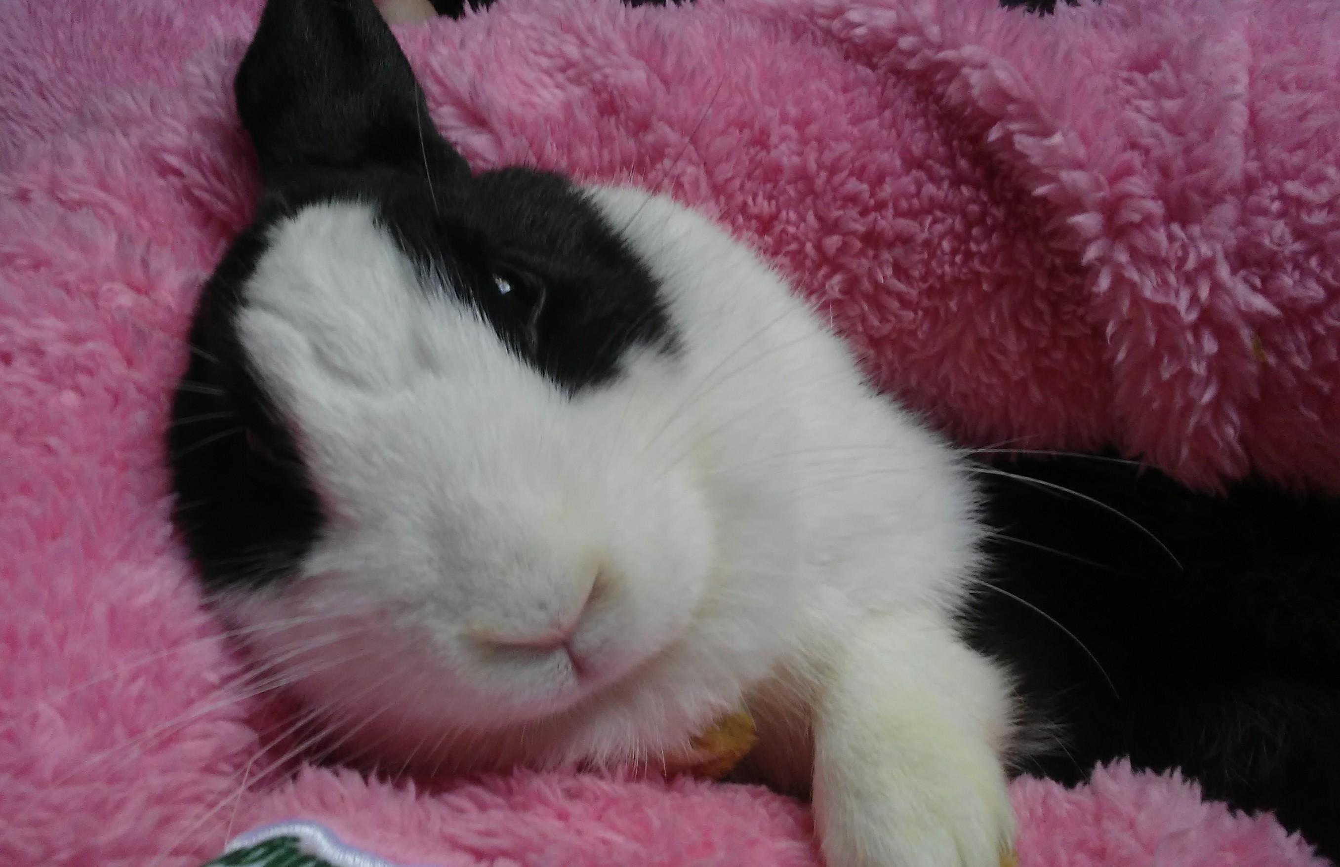 He loves the good morning cuddles r/Rabbits