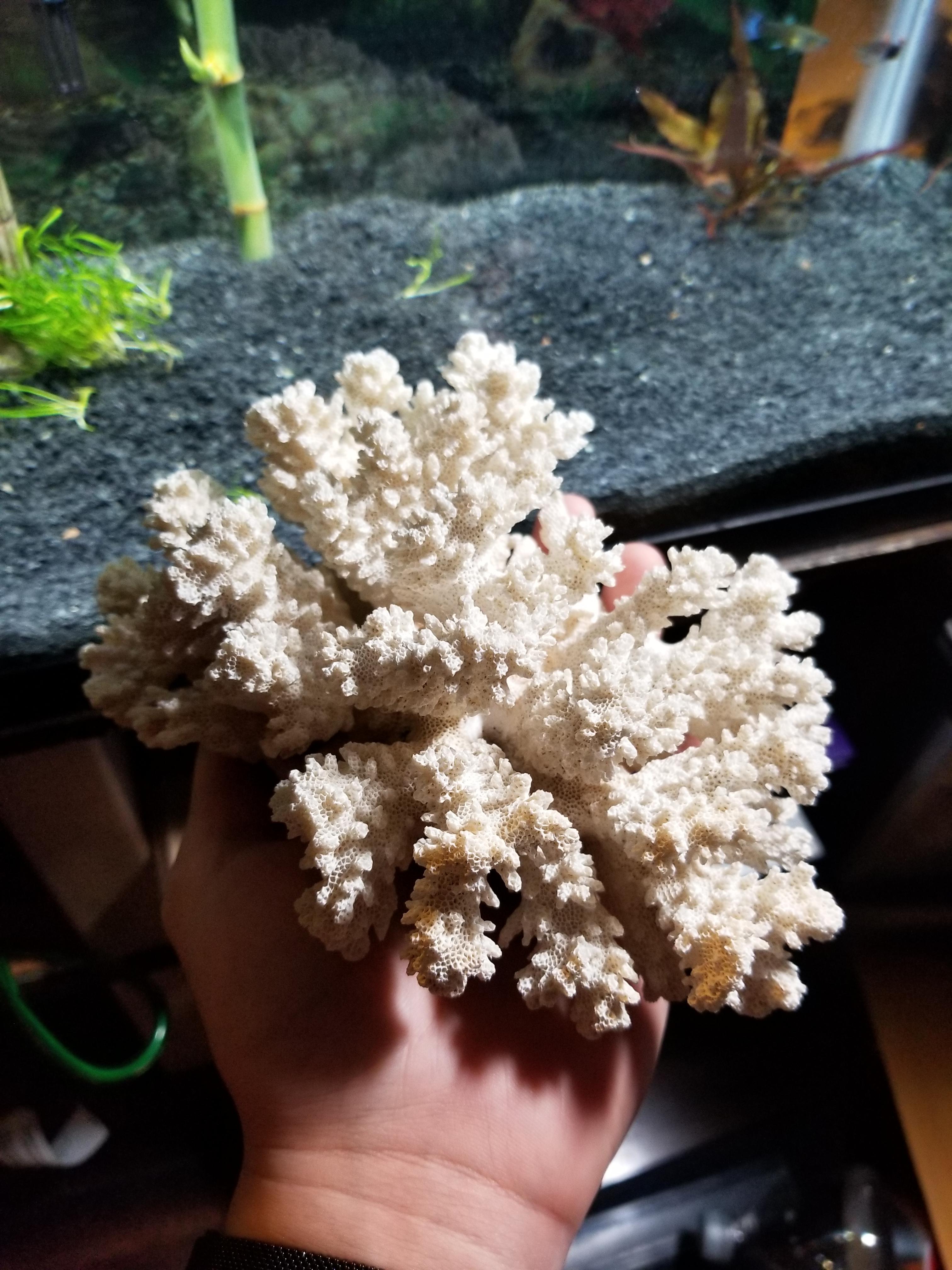 Can I Use Dead Coral In Freshwater Aquarium Aquarium Views