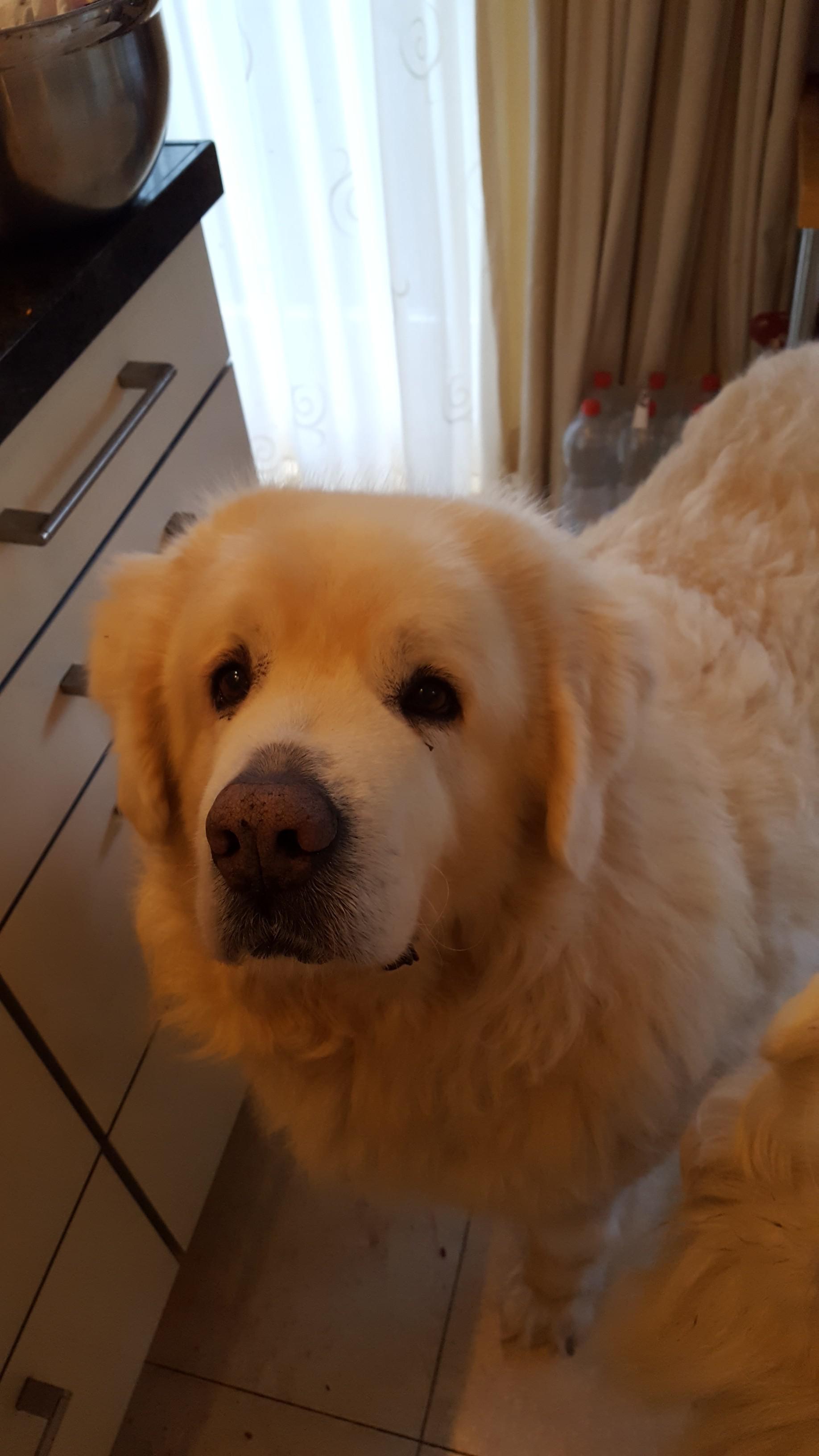 Hello reddit. This is my dog who we unfortunately had to put down. Can
