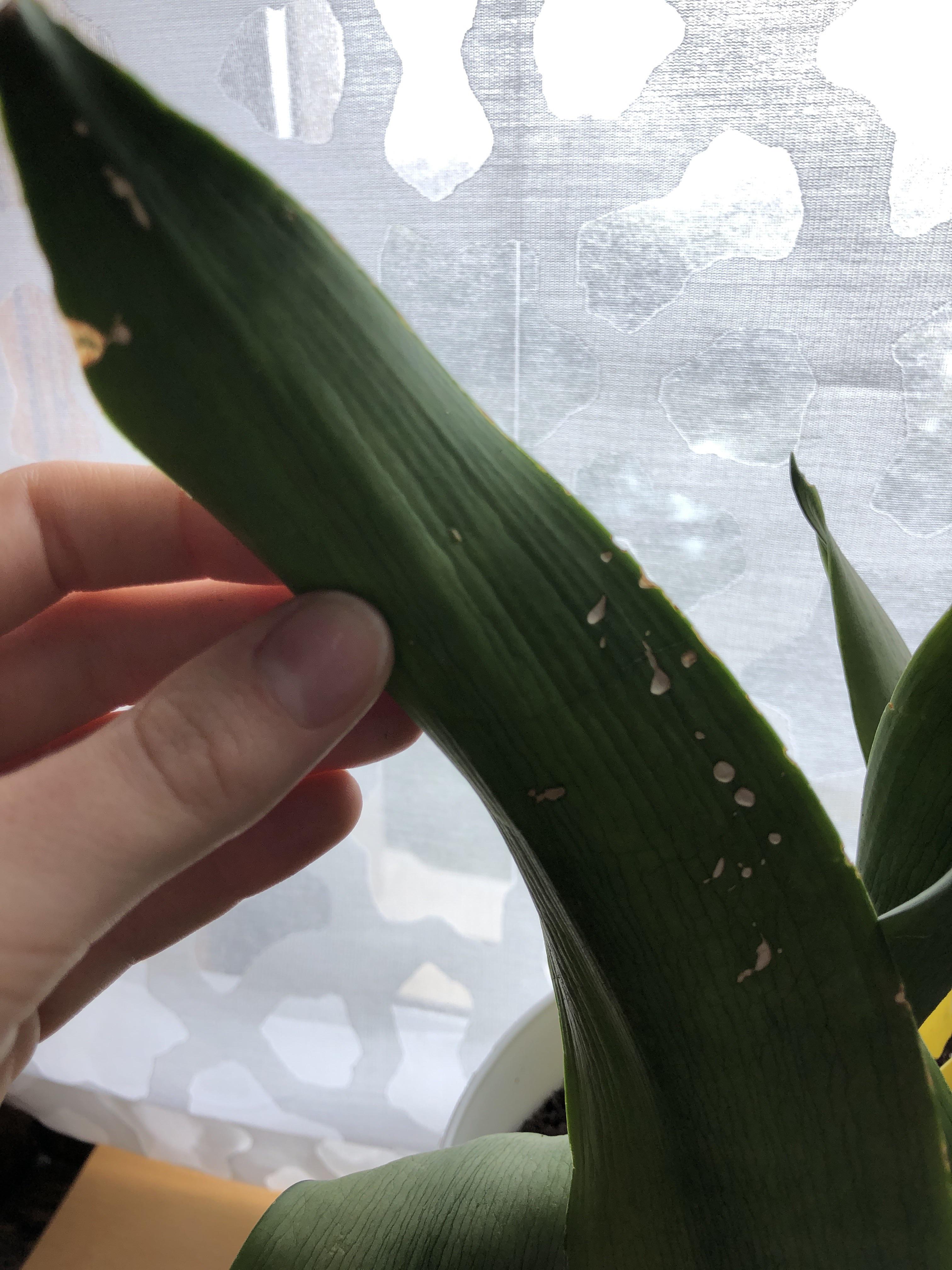 What are these spots on my snake plant leaves?? r/plantclinic