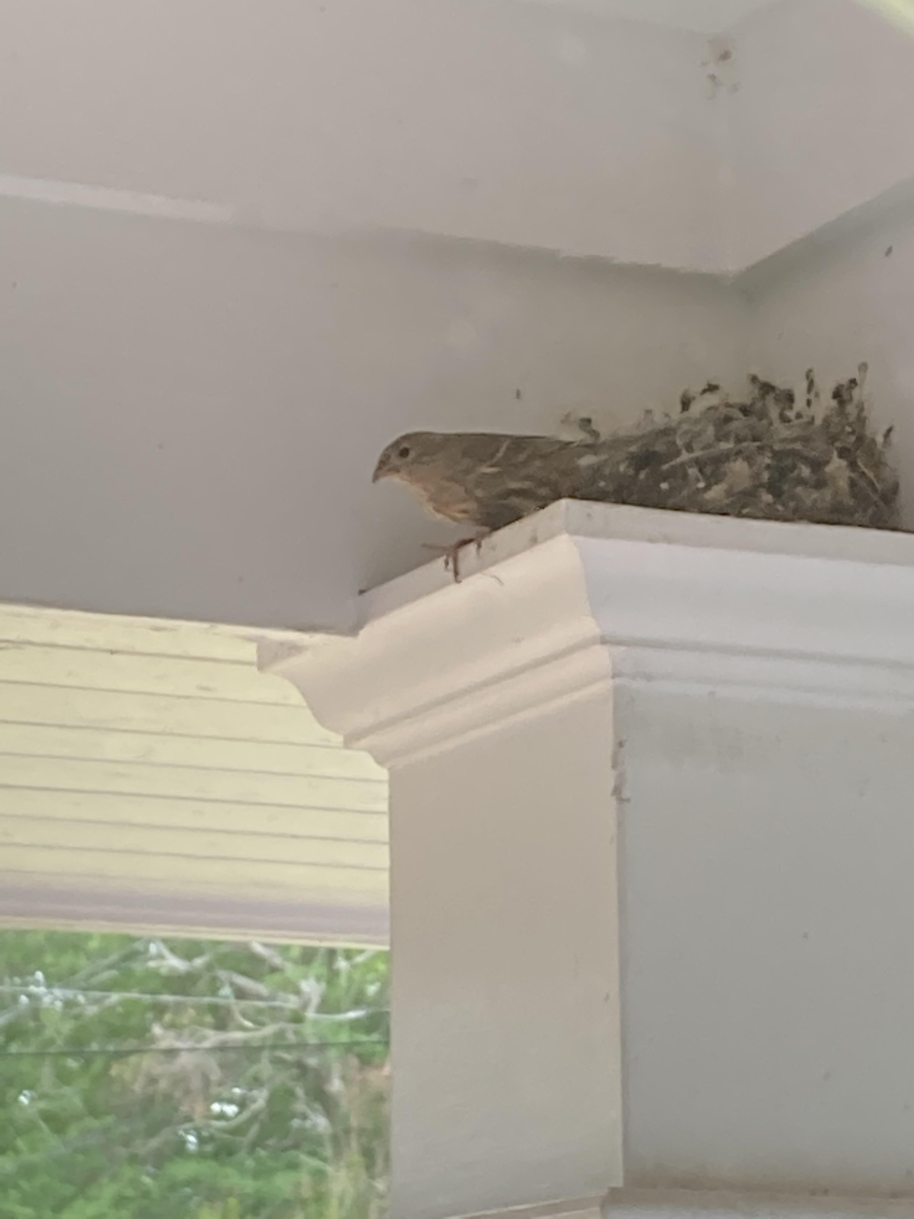 This bird returns to our front porch to nest every spring. Any guess