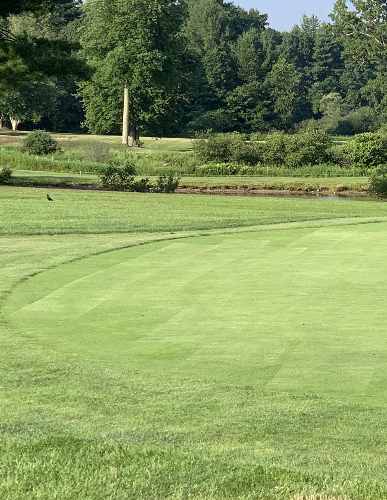 My local course never cuts corners. r/golf
