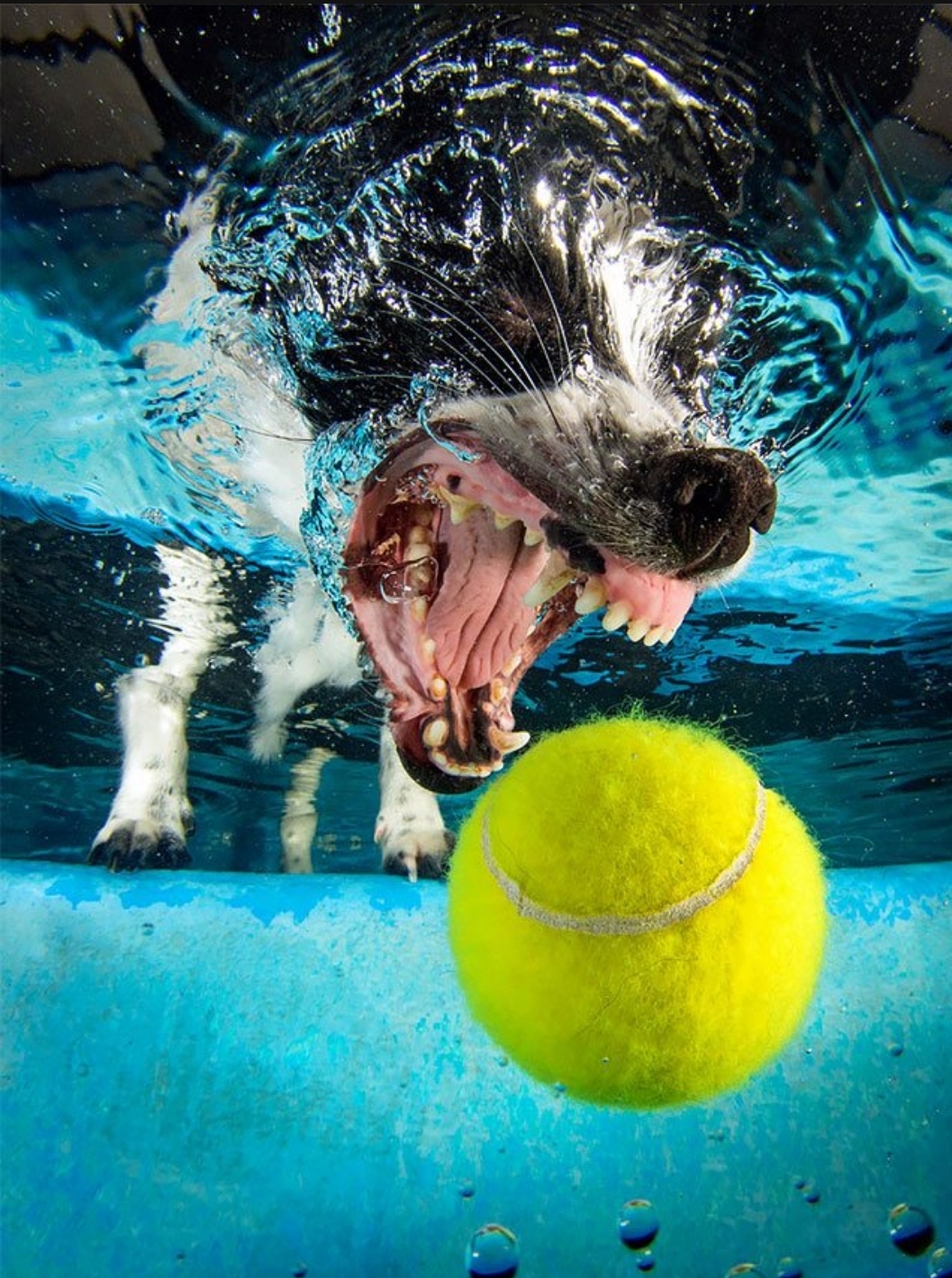 PsBattle This dog getting a ball underwater.