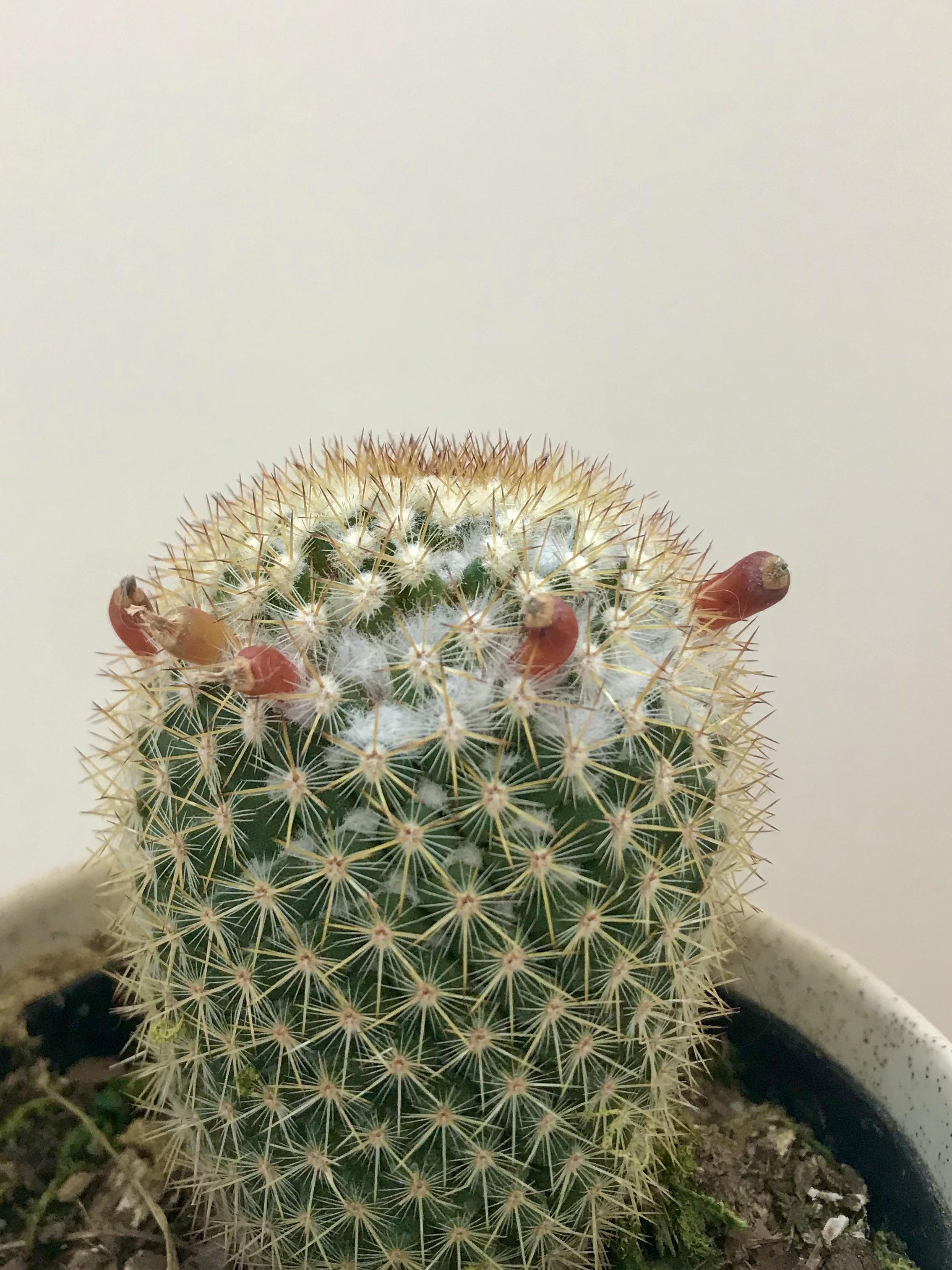 Are these lil popcorn kernels on my cactus flower buds? Fruits
