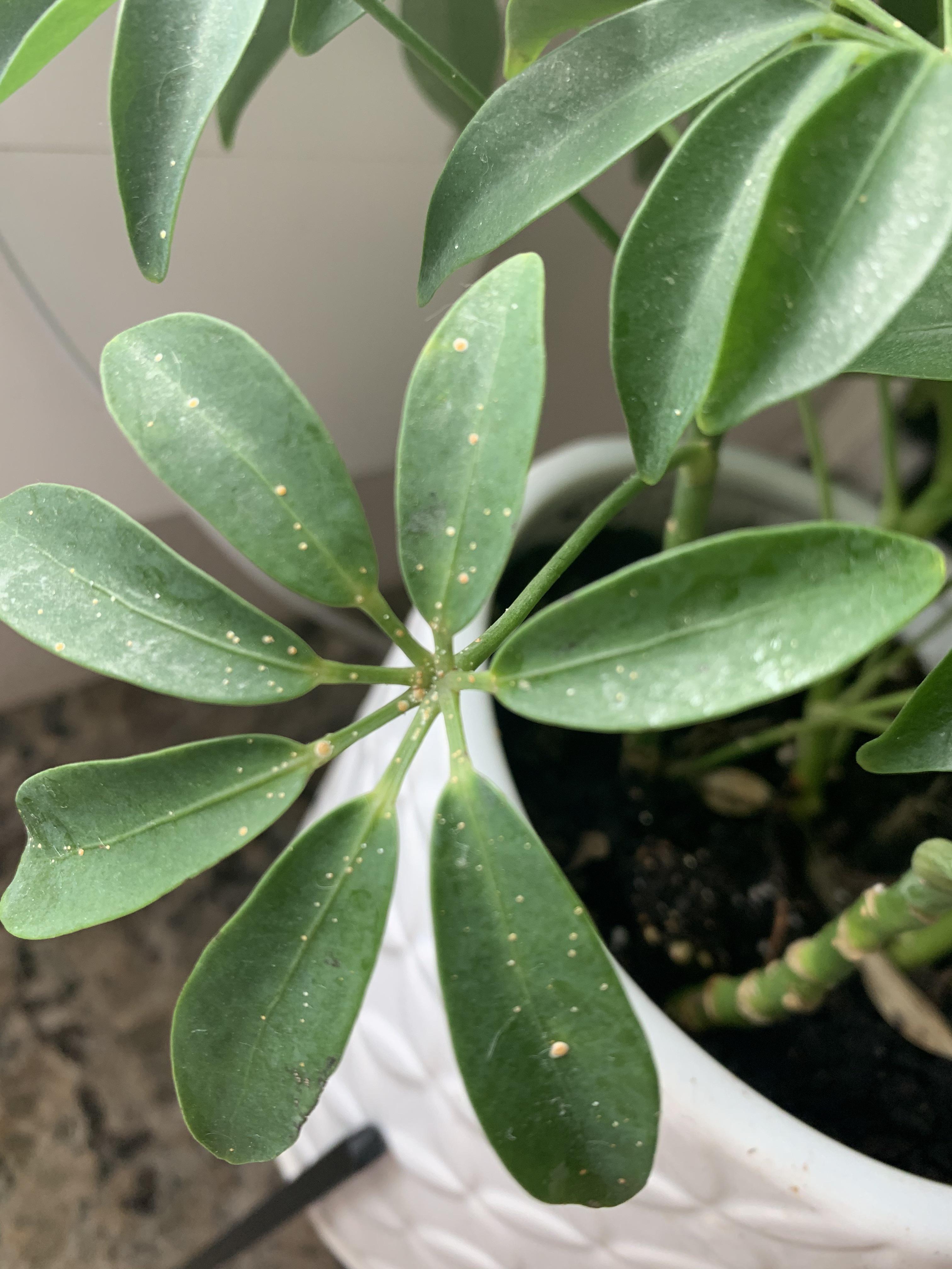 What are these white spots on my umbrella tree? They look like some
