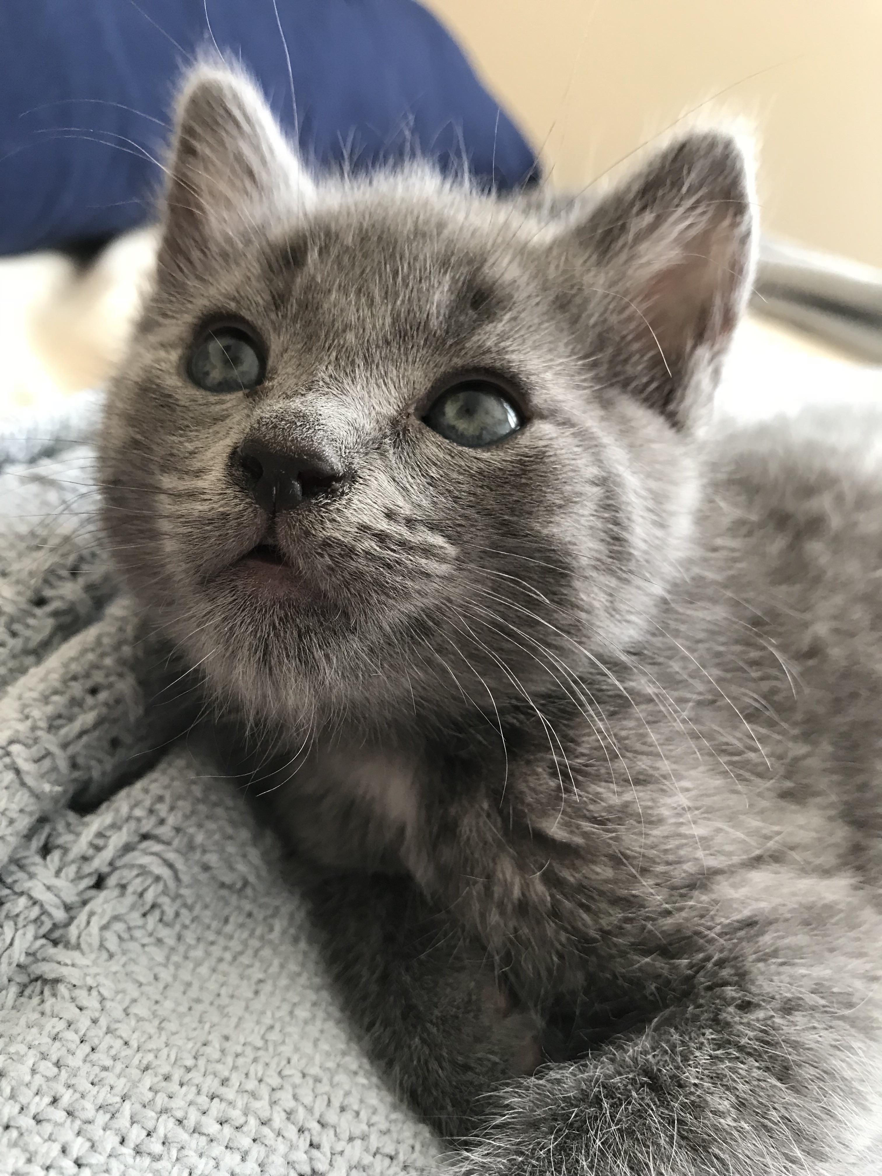 Reddit, please say hi to my new kitten! His name is Blue