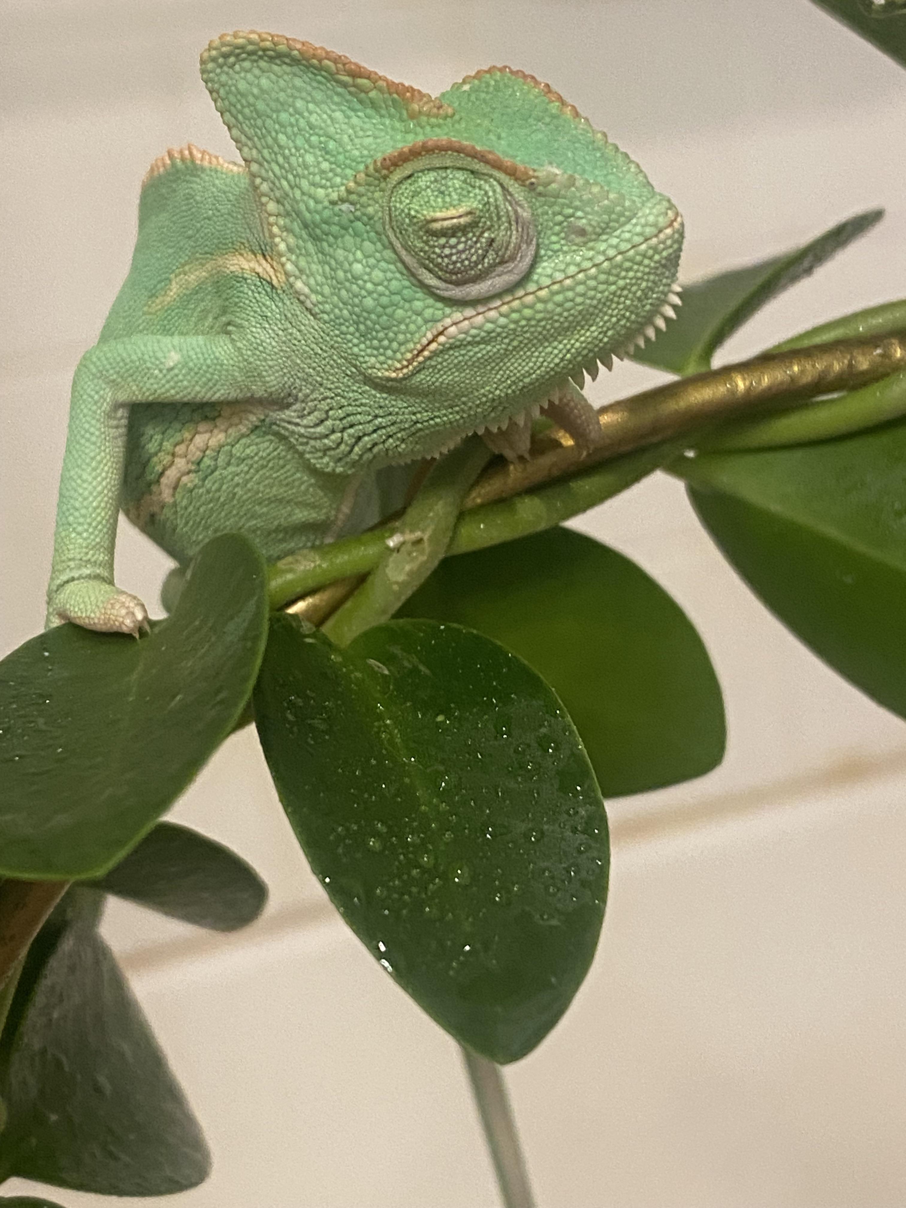 Veiled chameleon eye problem. What can I do to help? r/Chameleons