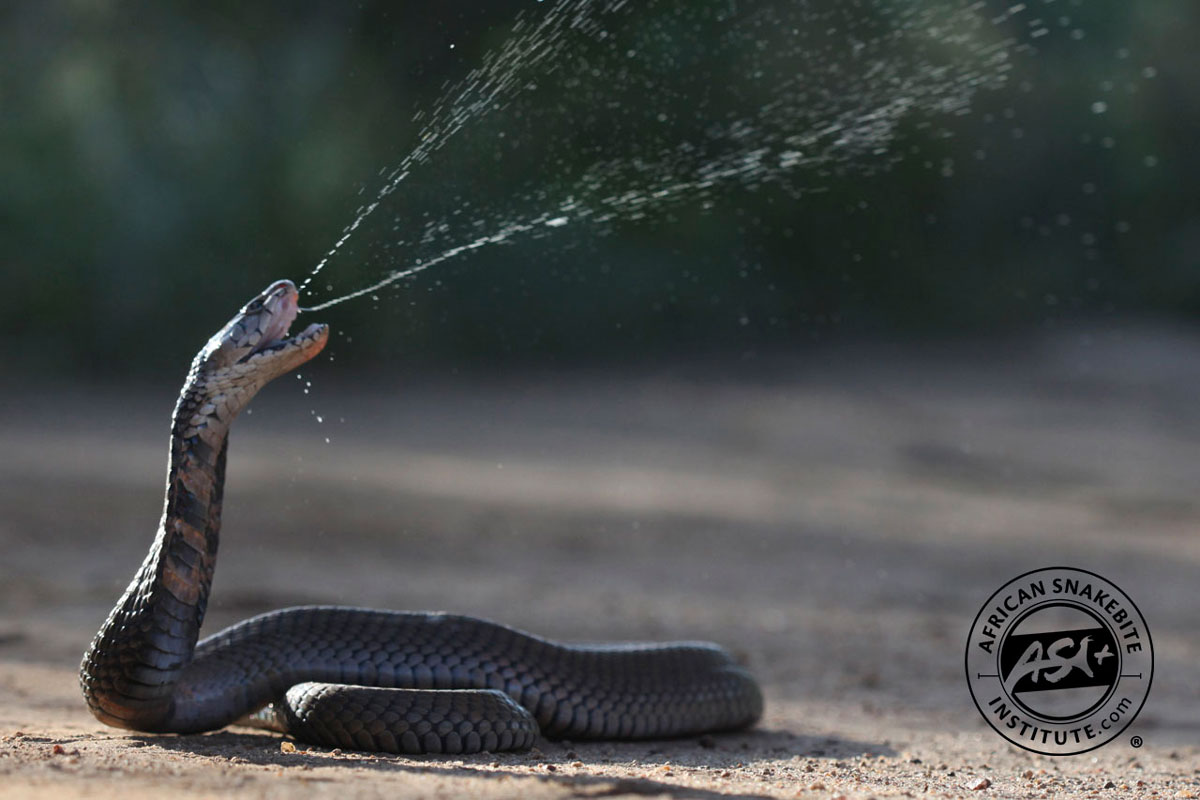 The Spitting Cobra species can spray highly lethal venom accurately in