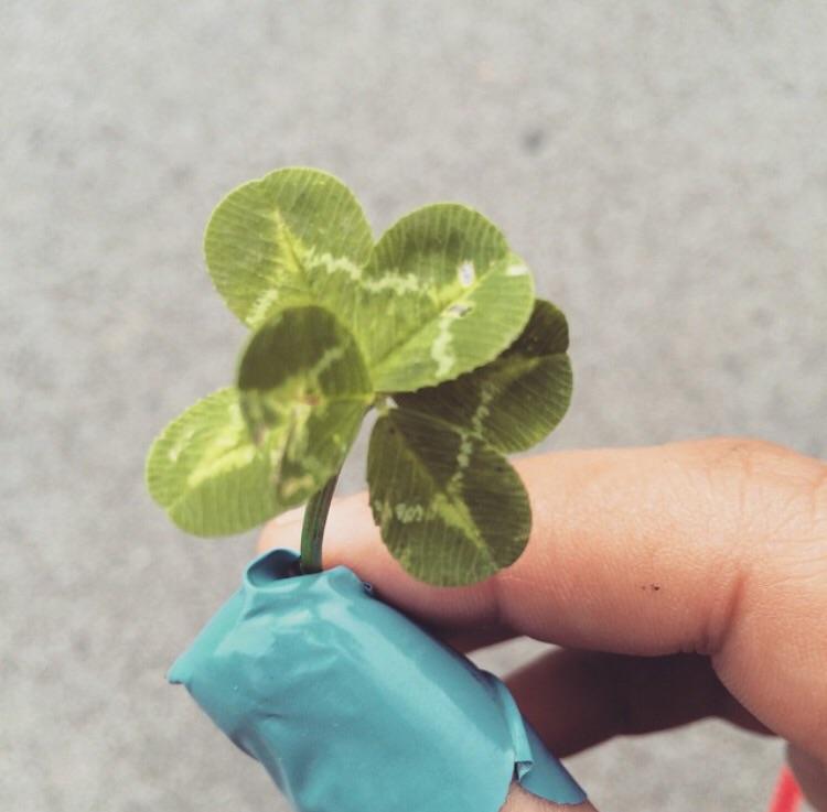 Found a six leaf clover! mildlyinteresting