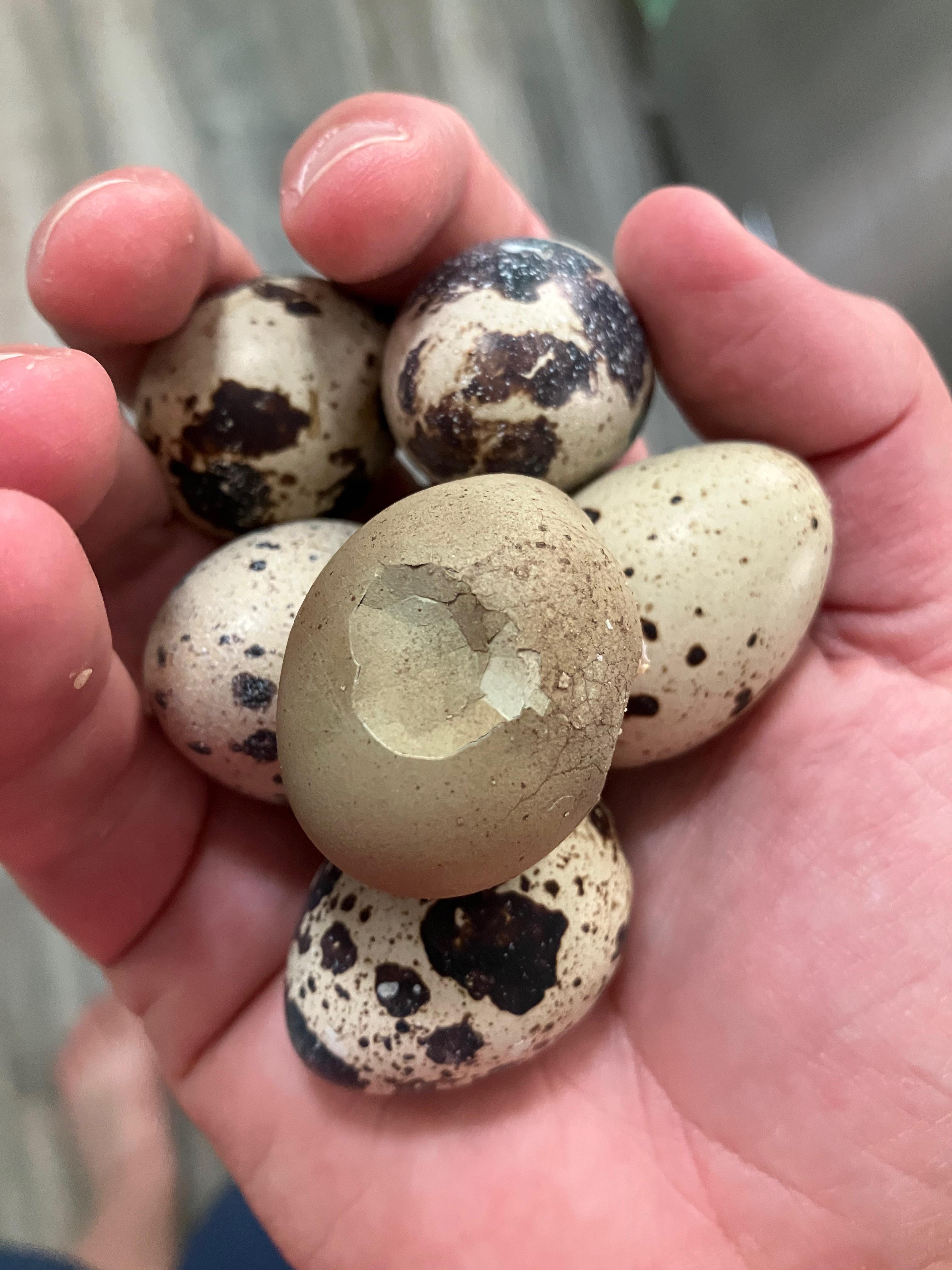 One quail keeps laying super thin eggs that are usually broken when