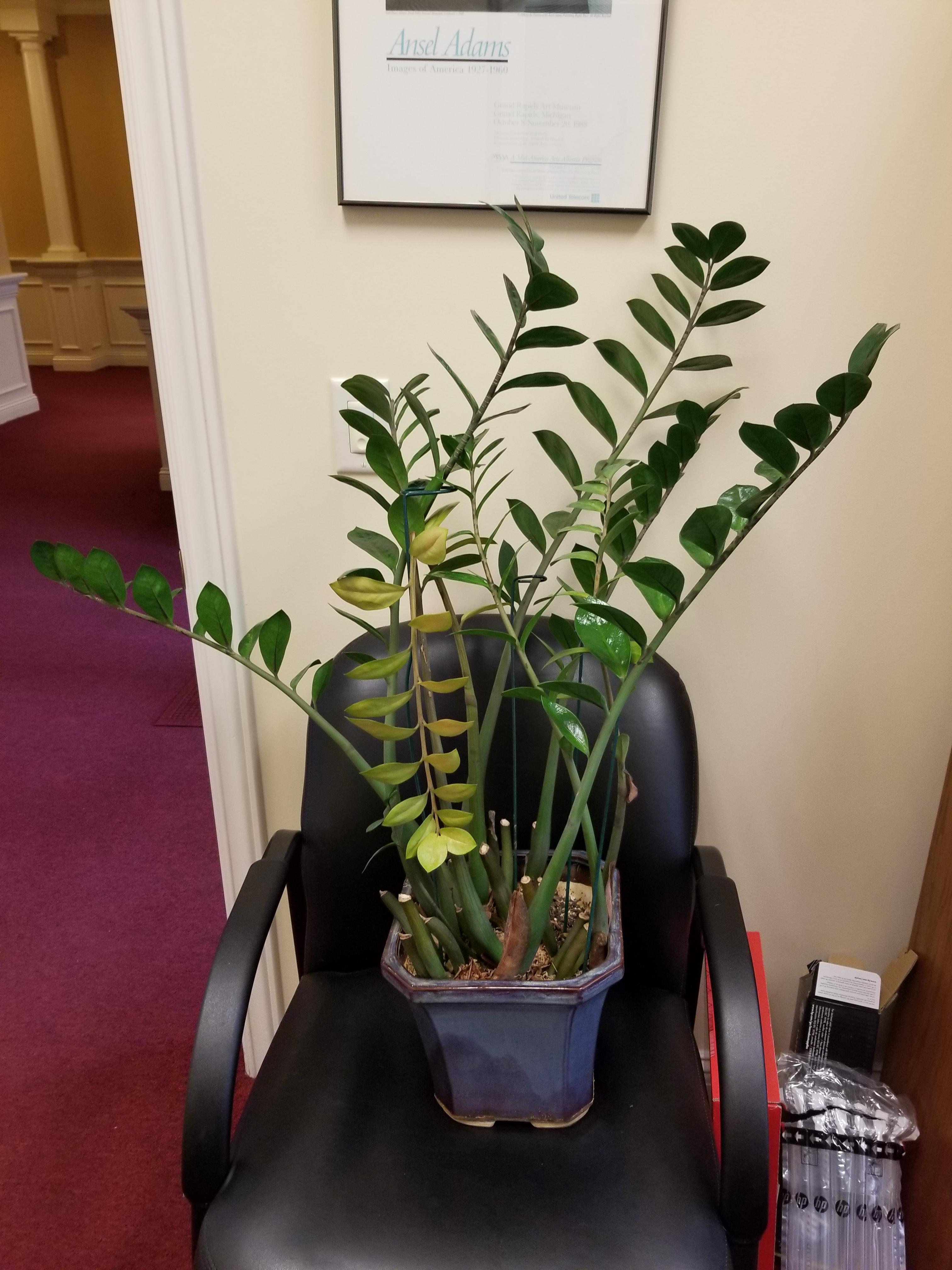 Any tips on repotting/reviving this ZZ plant? r/houseplants