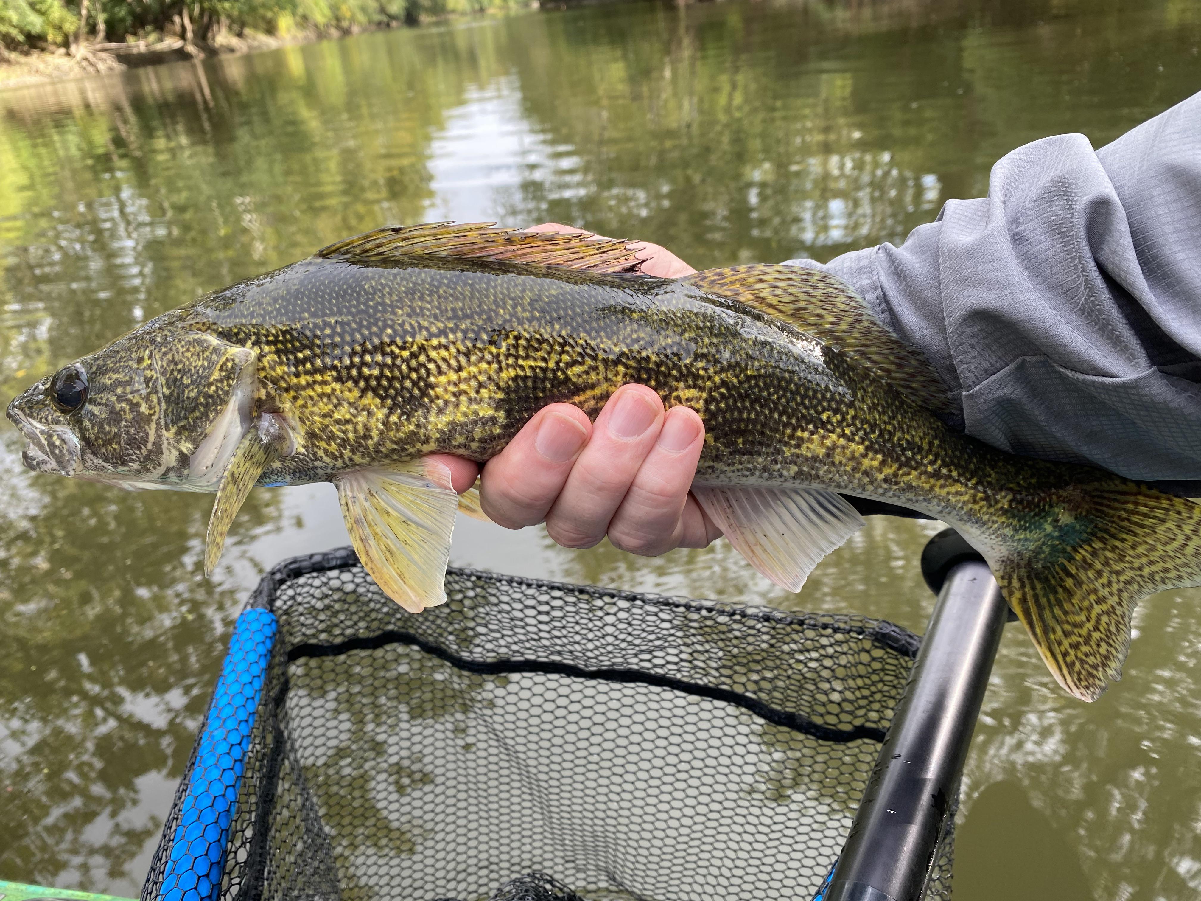 Caught First Ever Sauger on the Great Miami River, OH r/kayakfishing