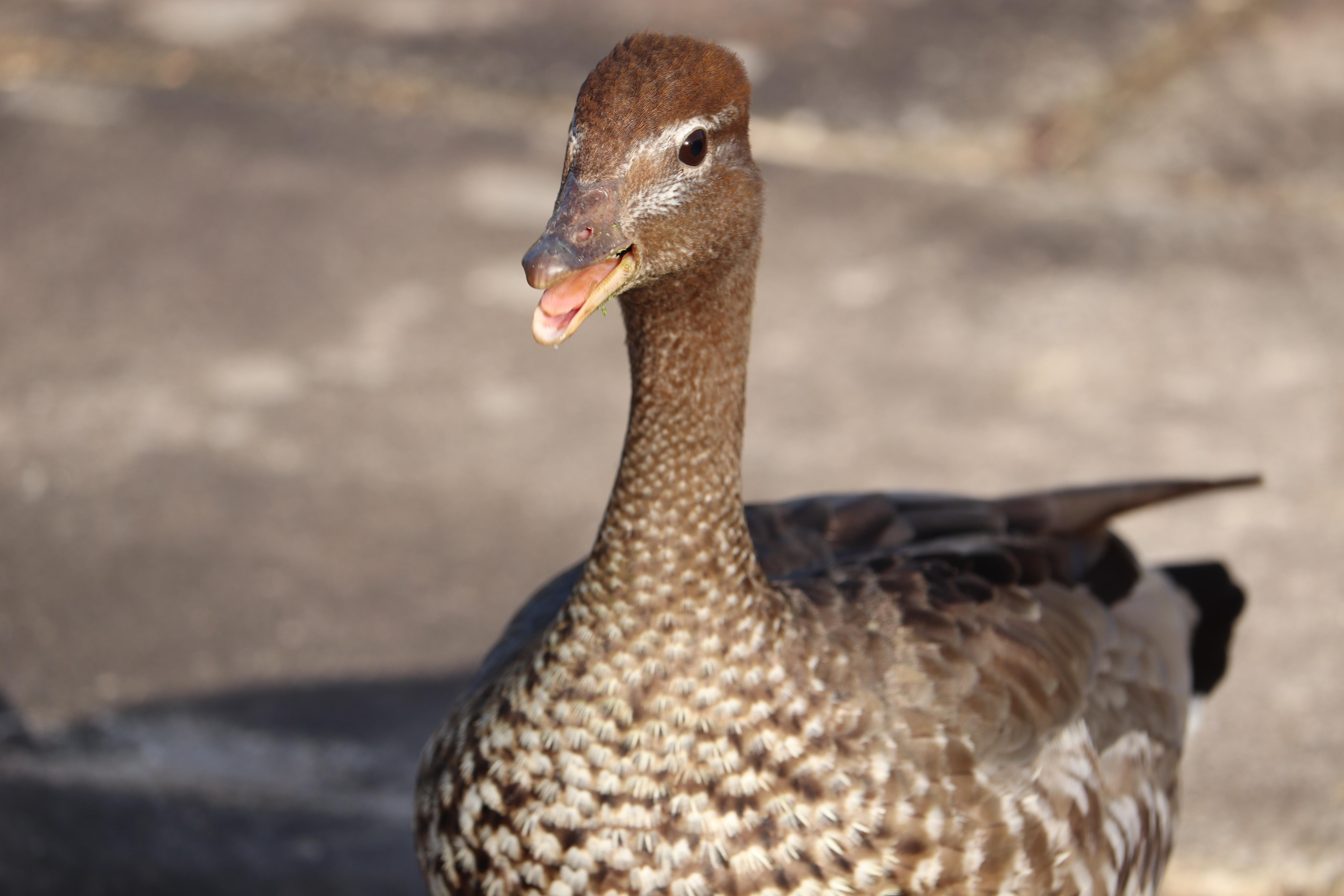 Female Australian Wood Duck. It was walking around making cute noises