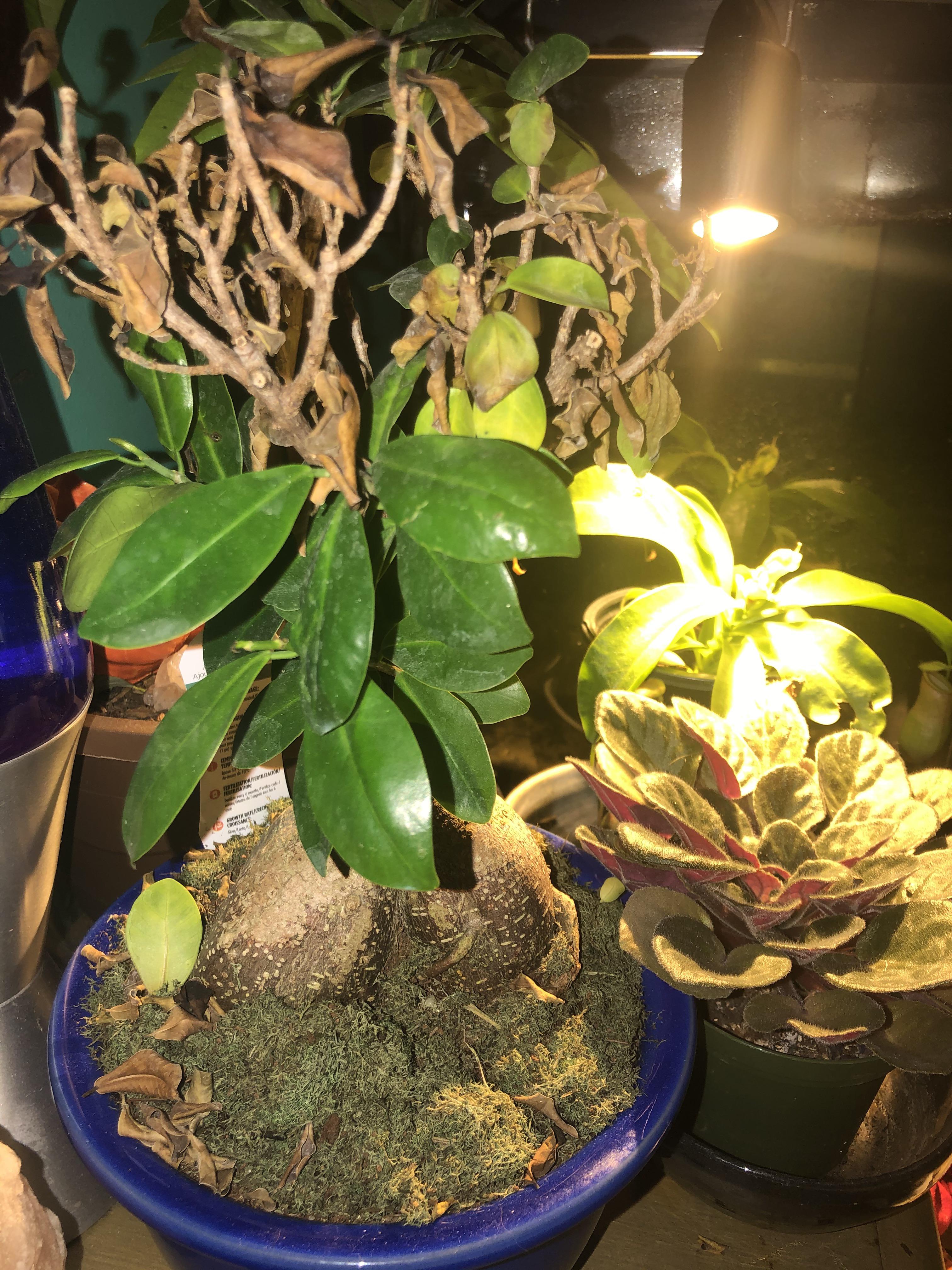 Please help! Ficus Ginseng is dying, I’m not sure what I’m doing wrong