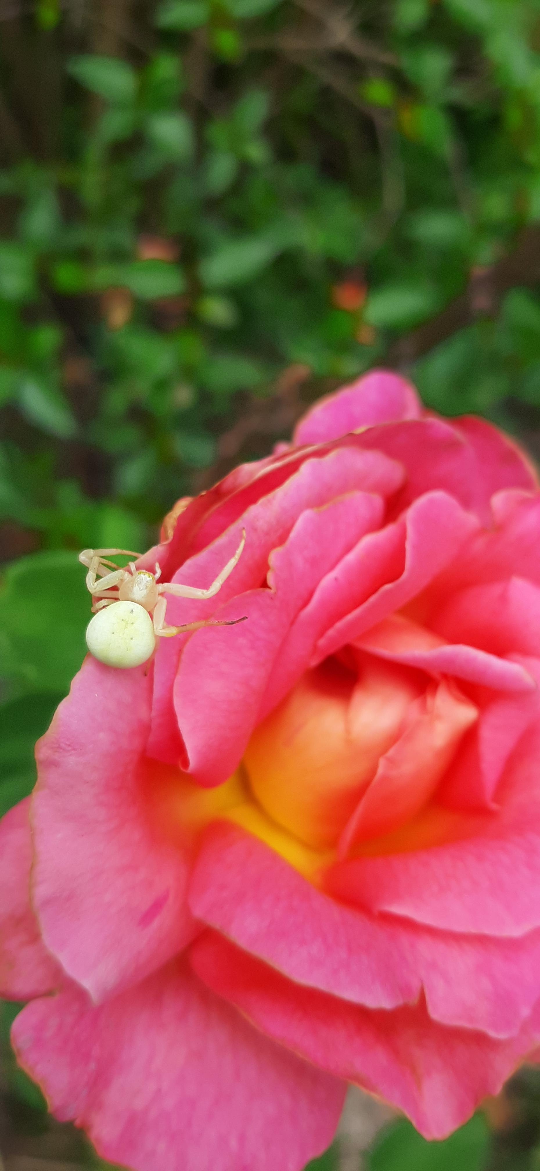 This is a cute Thomisidae (crab spider) I found on a rose in France, so I wanted to remind you