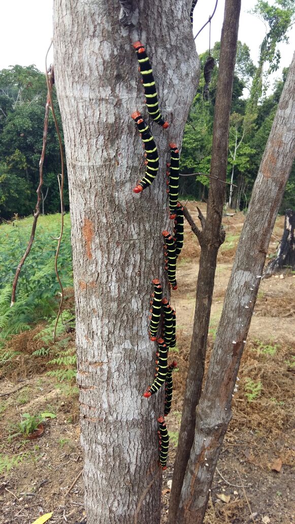 Colorful caterpillars climbing a tree r/pics