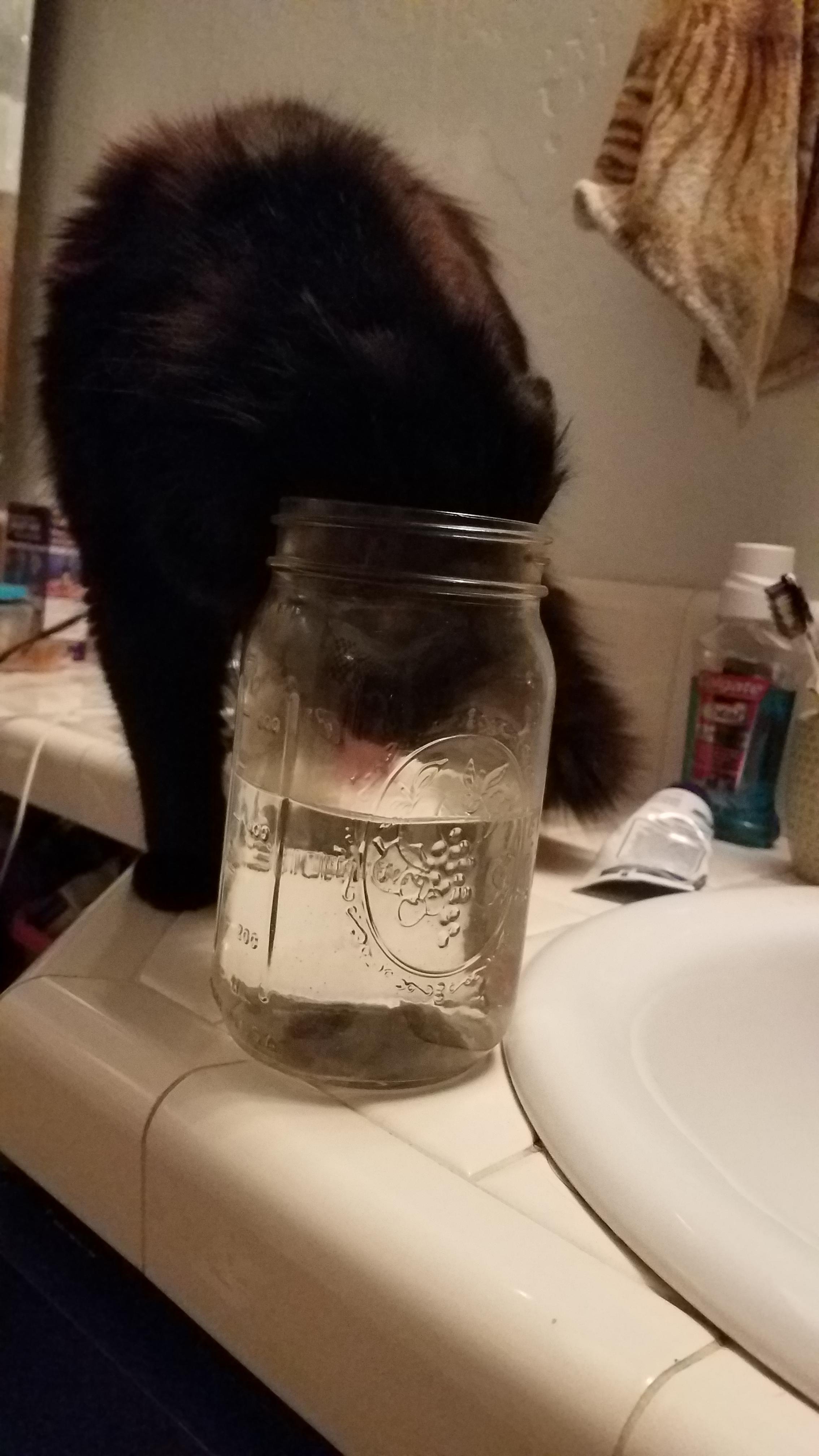 Jar of cat r/CatsAreAssholes