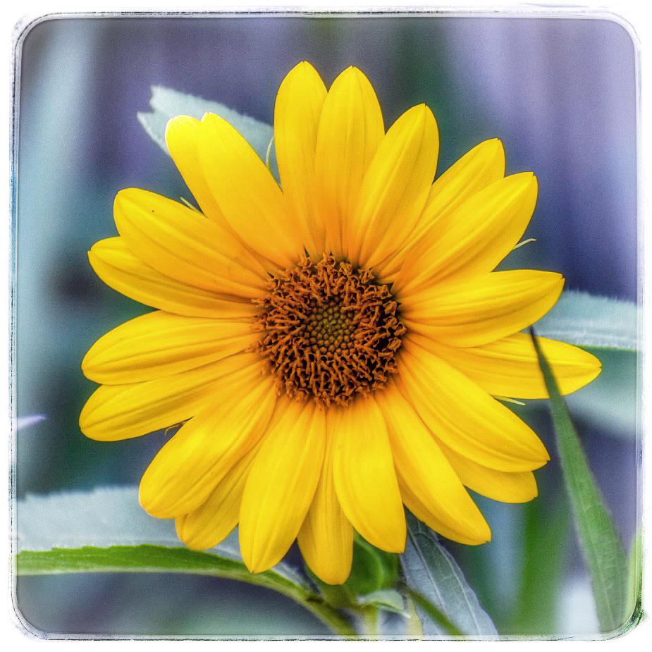 First sunflower bloom r/pics