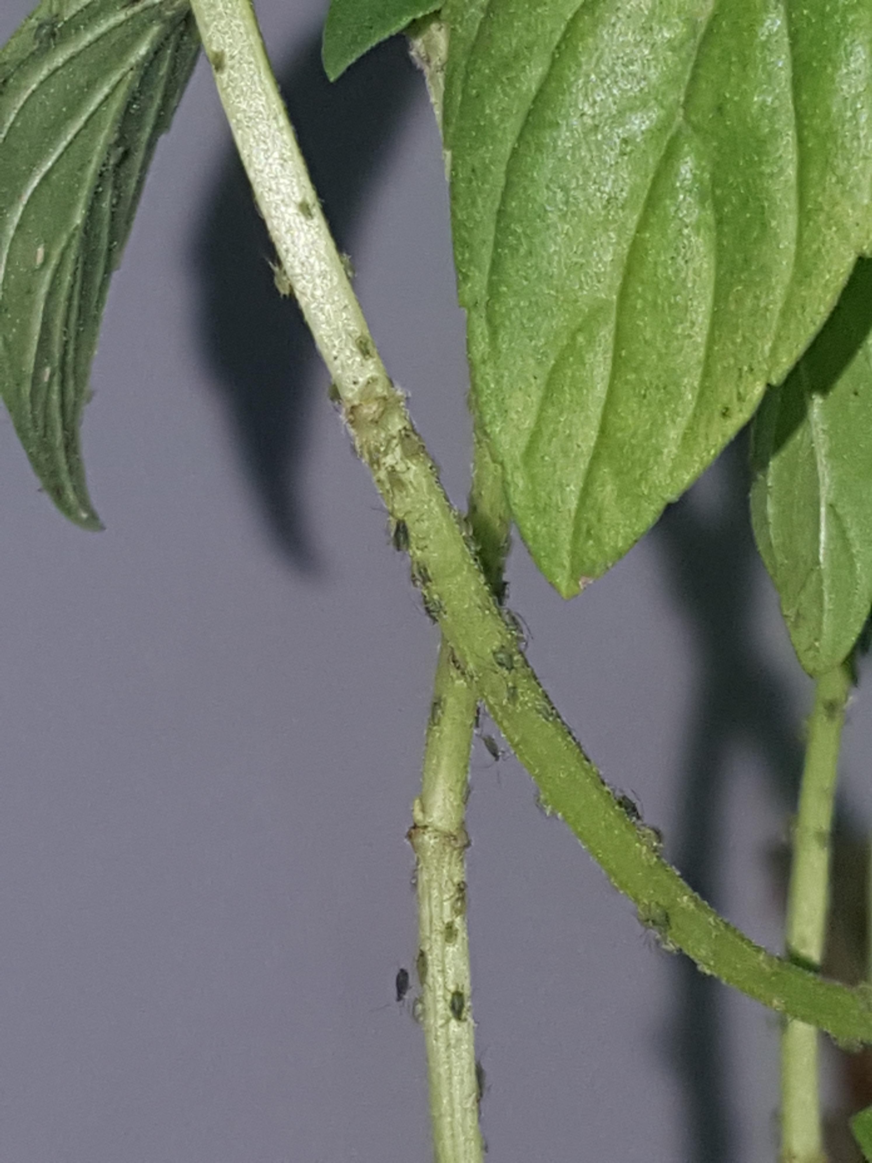 HELP! My newly bought Mint for my kitchen is infested with these bugs