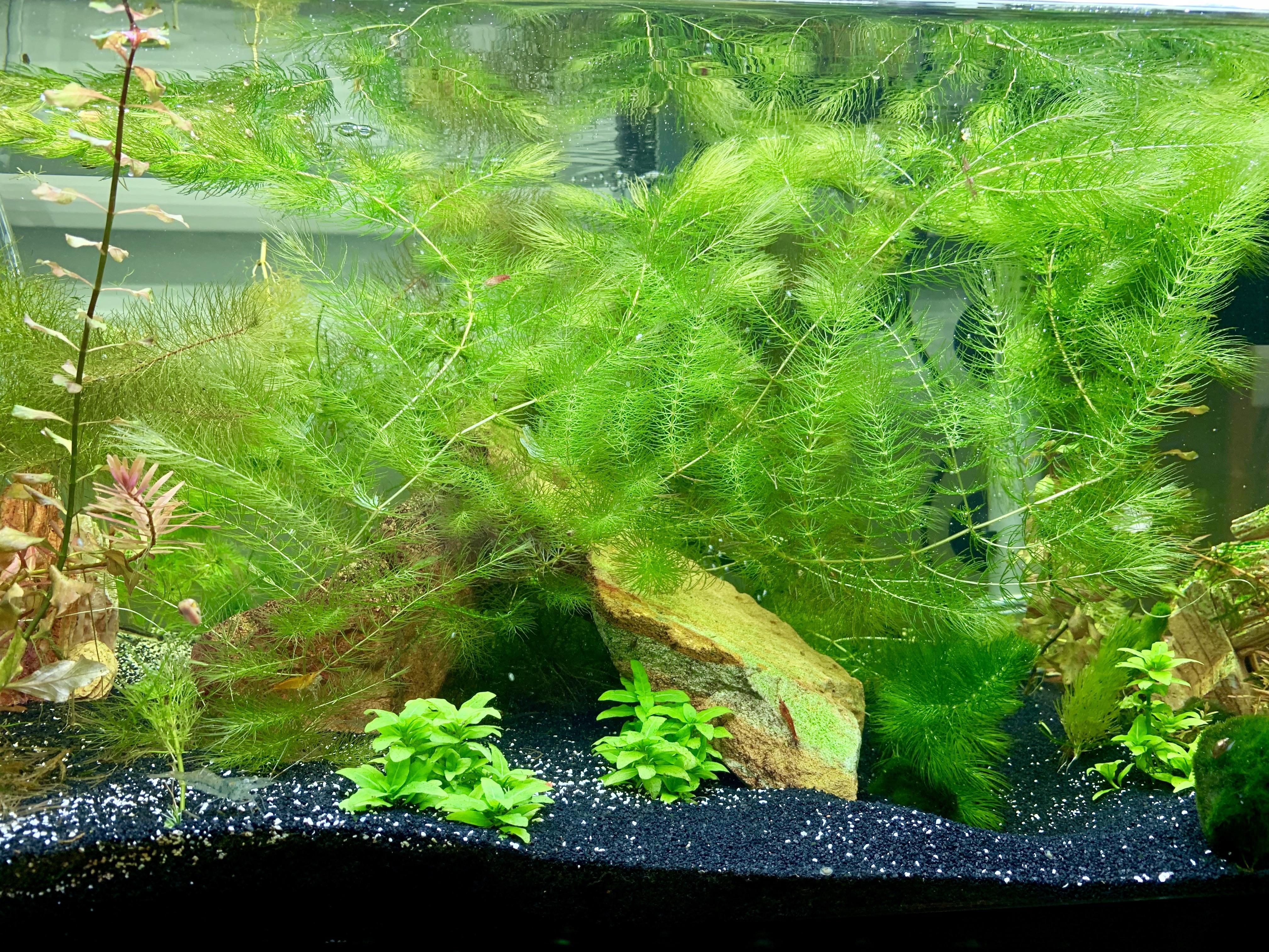 Gotta love Hornwort. r/Aquariums