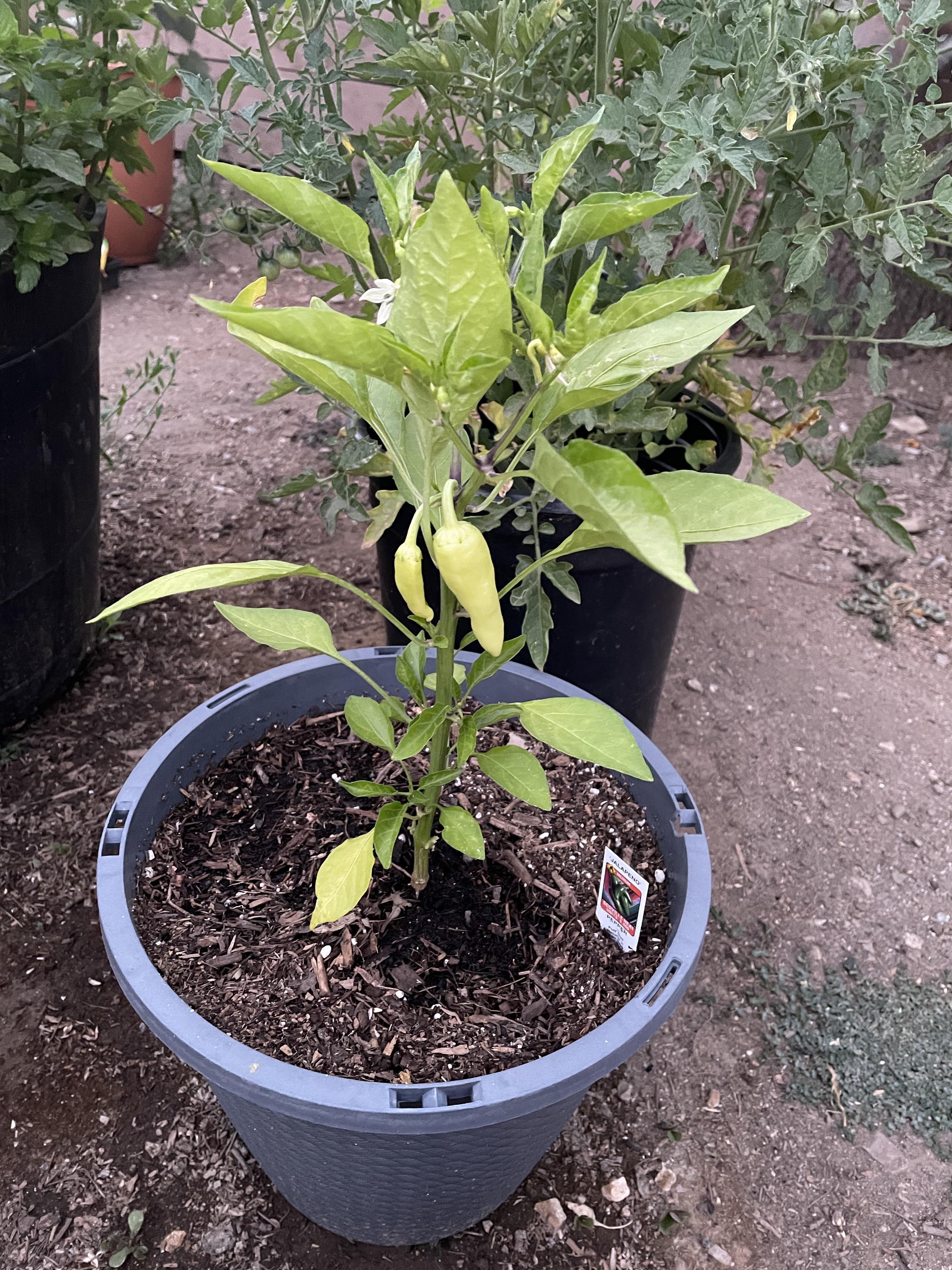 Why are the jalapeño peppers yellow, is this normal? r/gardening
