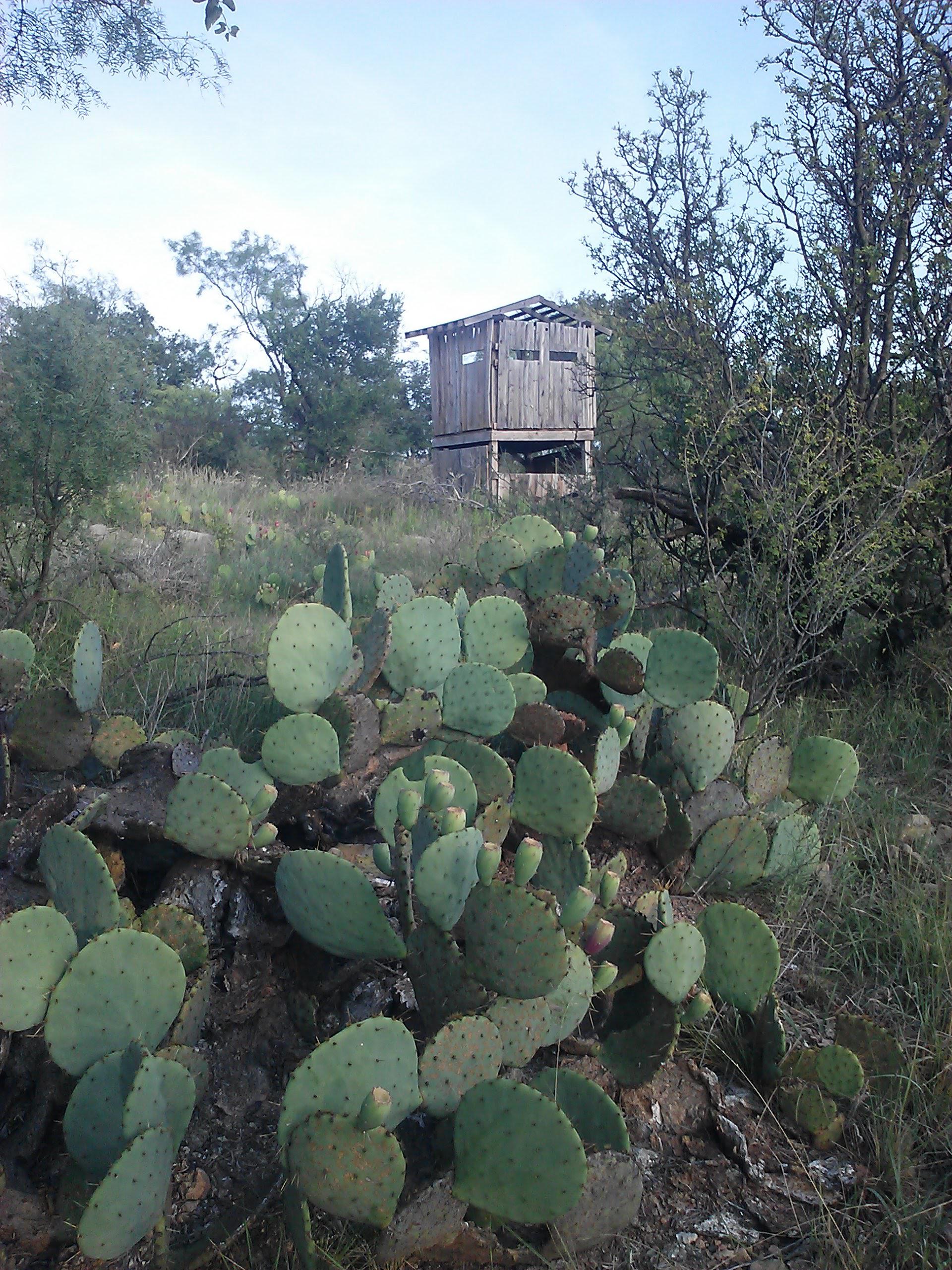 Deer blind in the prickly pear. Lawn, TX (near Abilene) r/TexasViews
