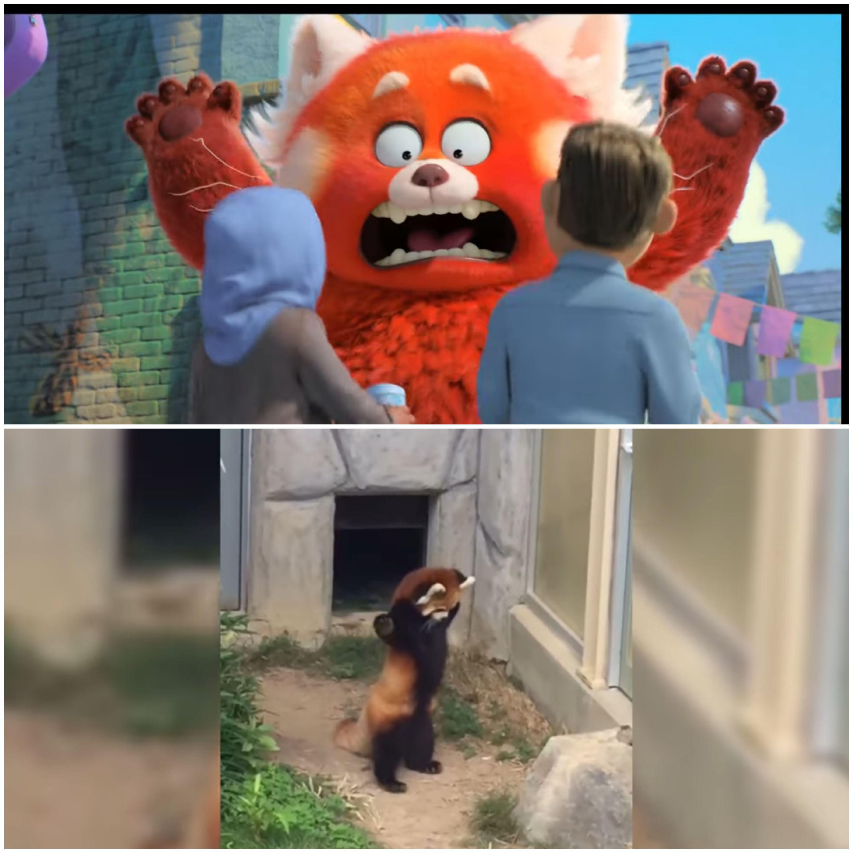 In Turning Red (2022) Mei Mei throws her hands up when caught. This is