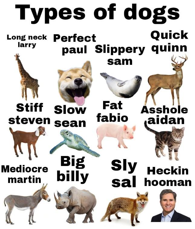 Types of dogs r/funny
