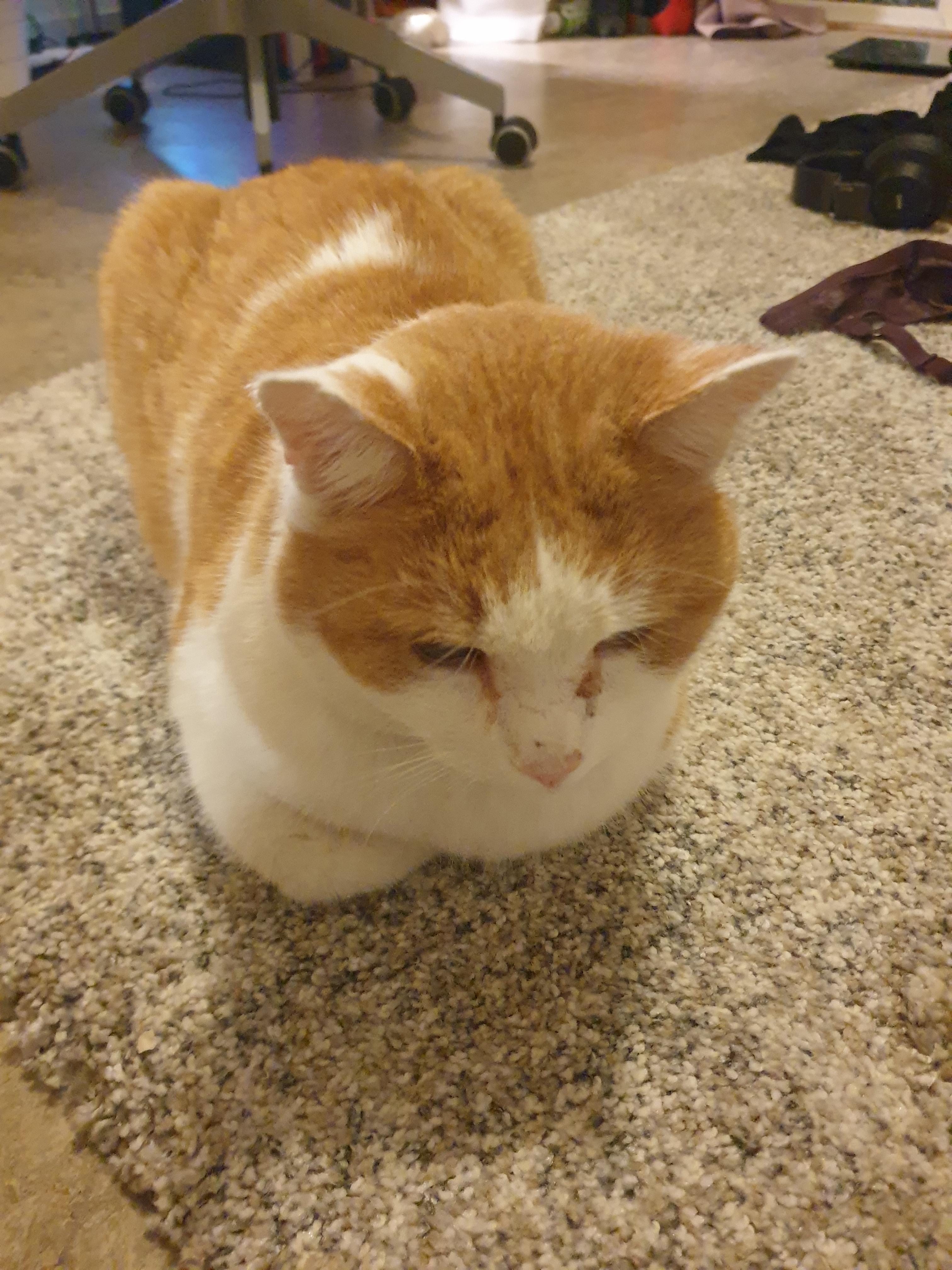 This is not my cat be he decided my room was a good place to loaf r