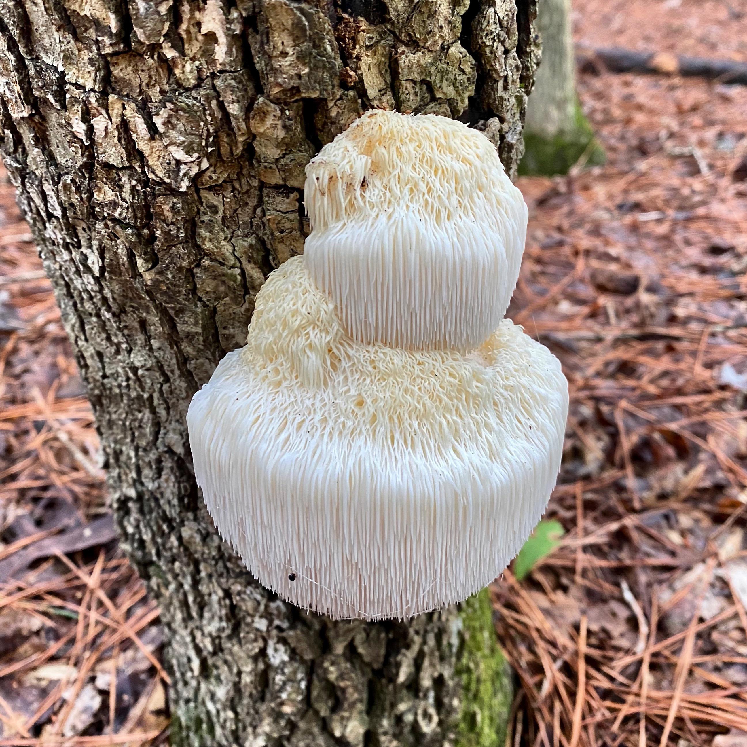 Found my first Lion’s Mane today! Mushrooms
