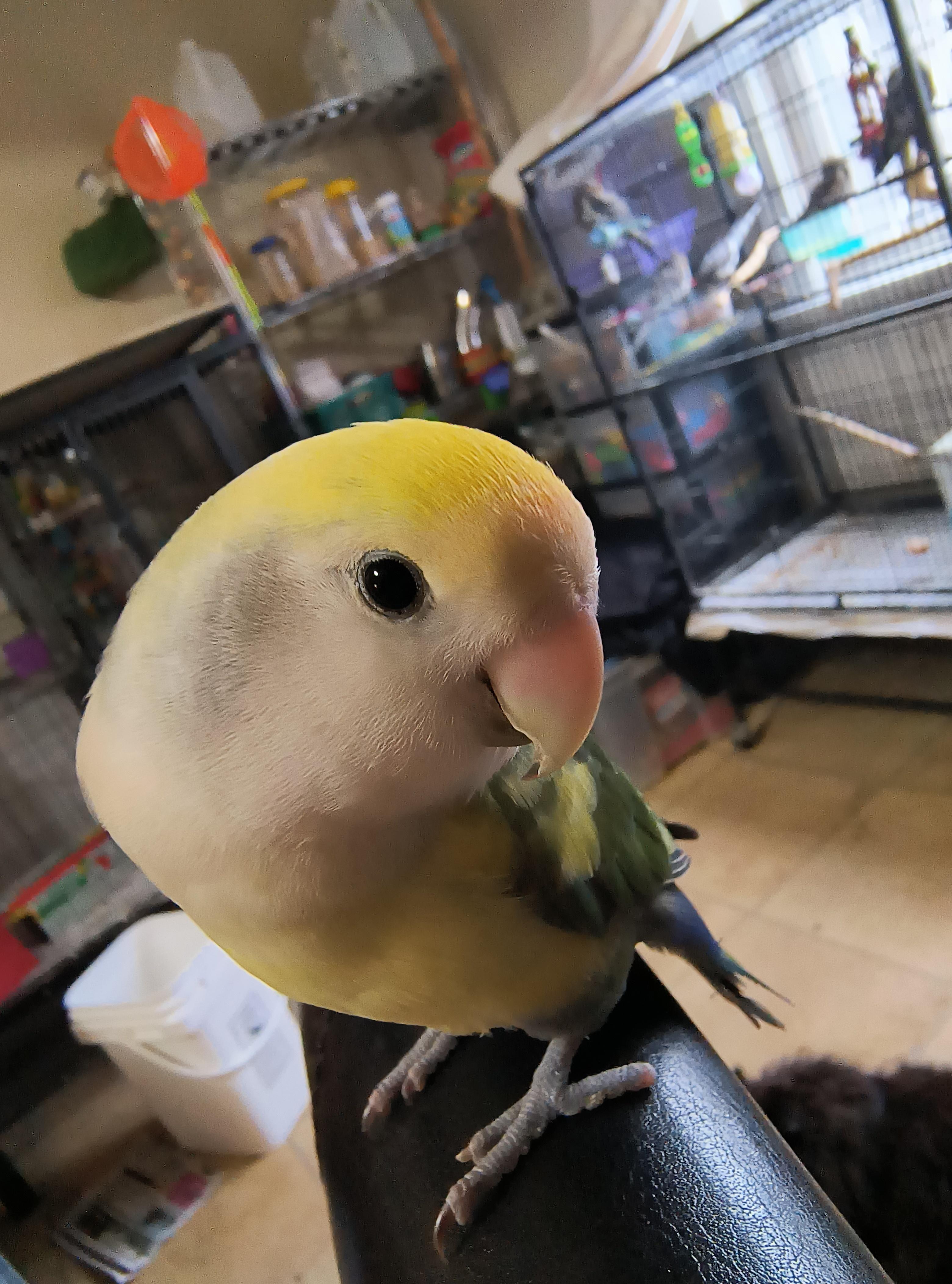 Are rosemary cones safe for parrots to eat? r/parrots