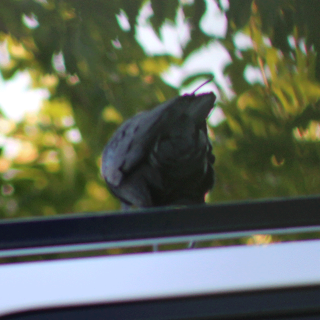 I made these gifs of one of my yard crows shaking his crow booty